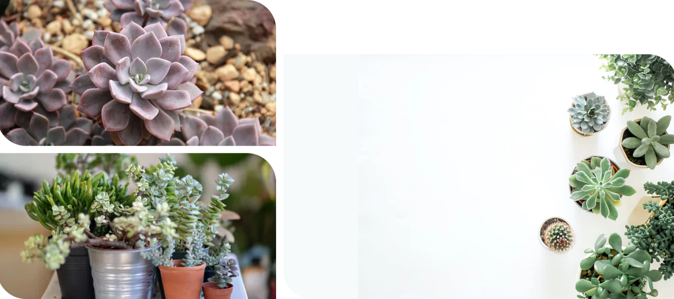 Fresh Living Style for Your Home