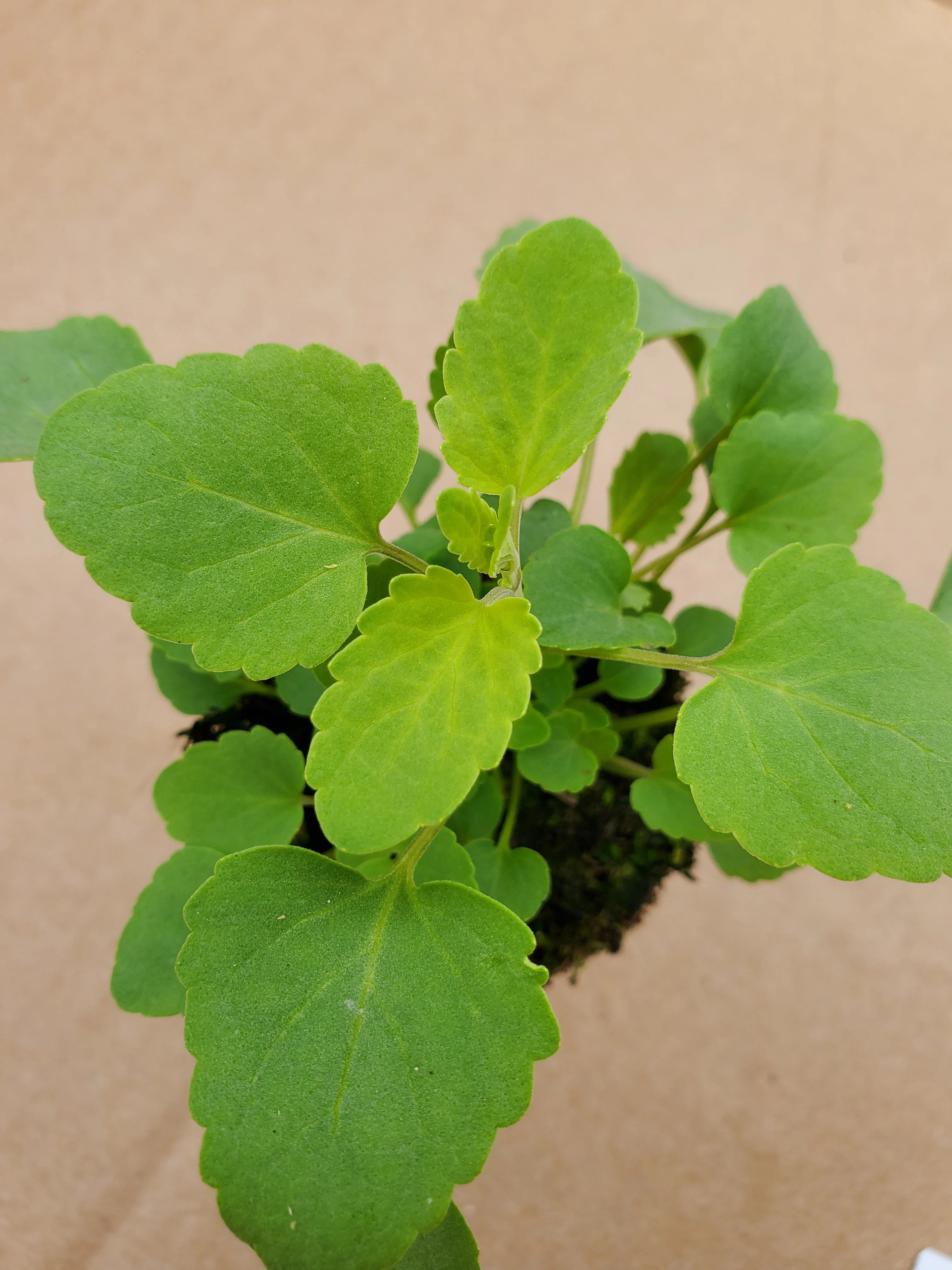 Agastache Arizona Sandstone
