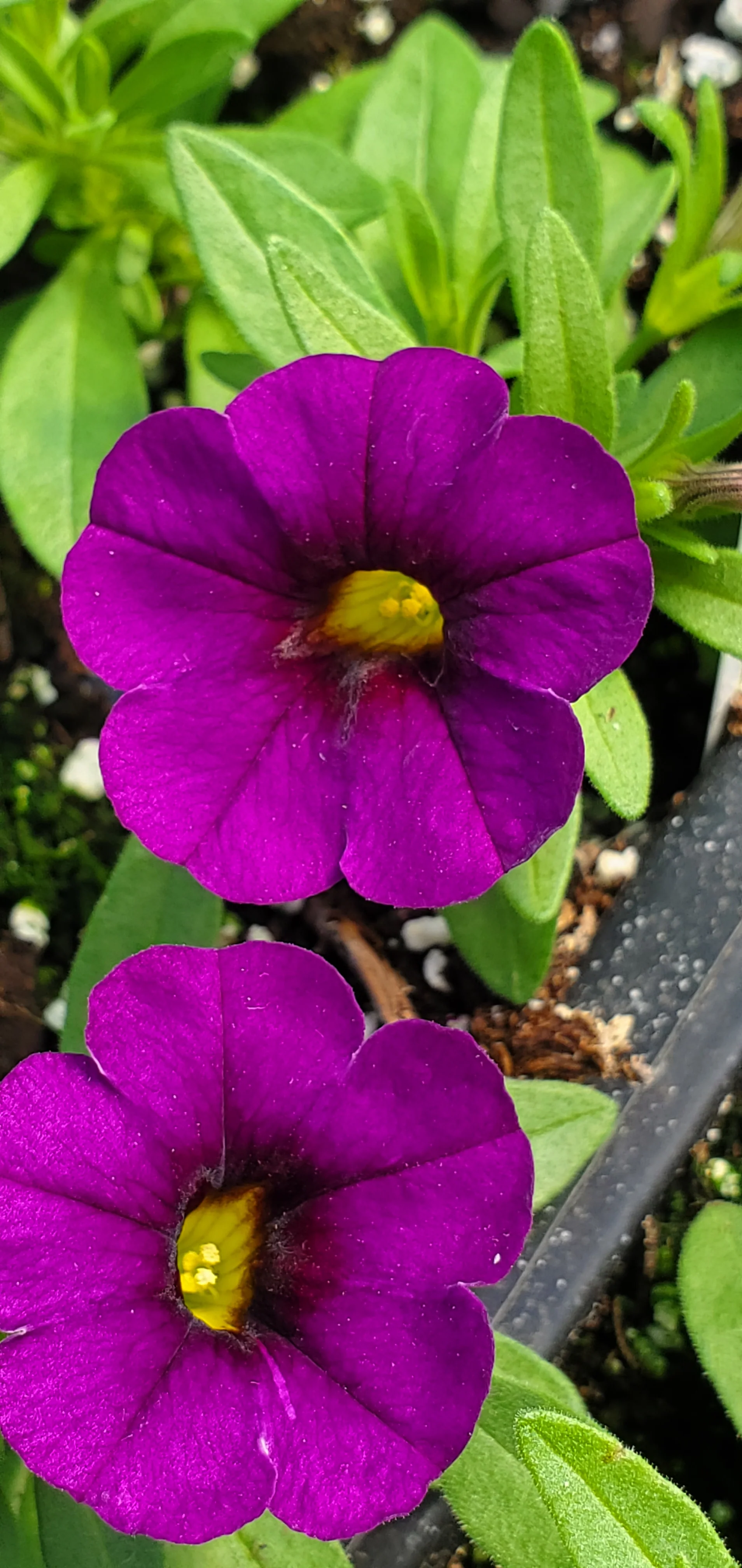 Aloha Kona Dark Lavender Calibrachoa