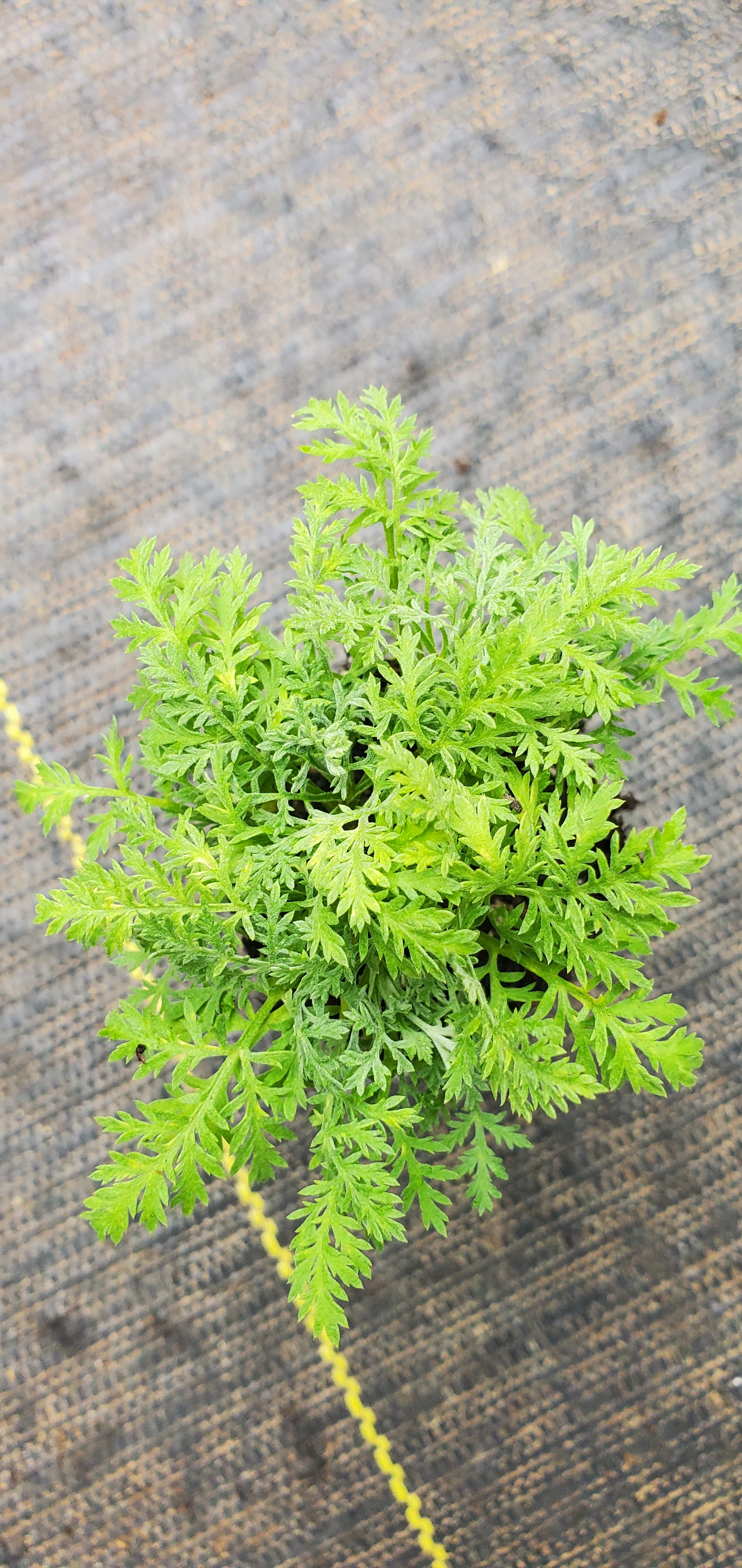 Artemisia Pontica Nana
