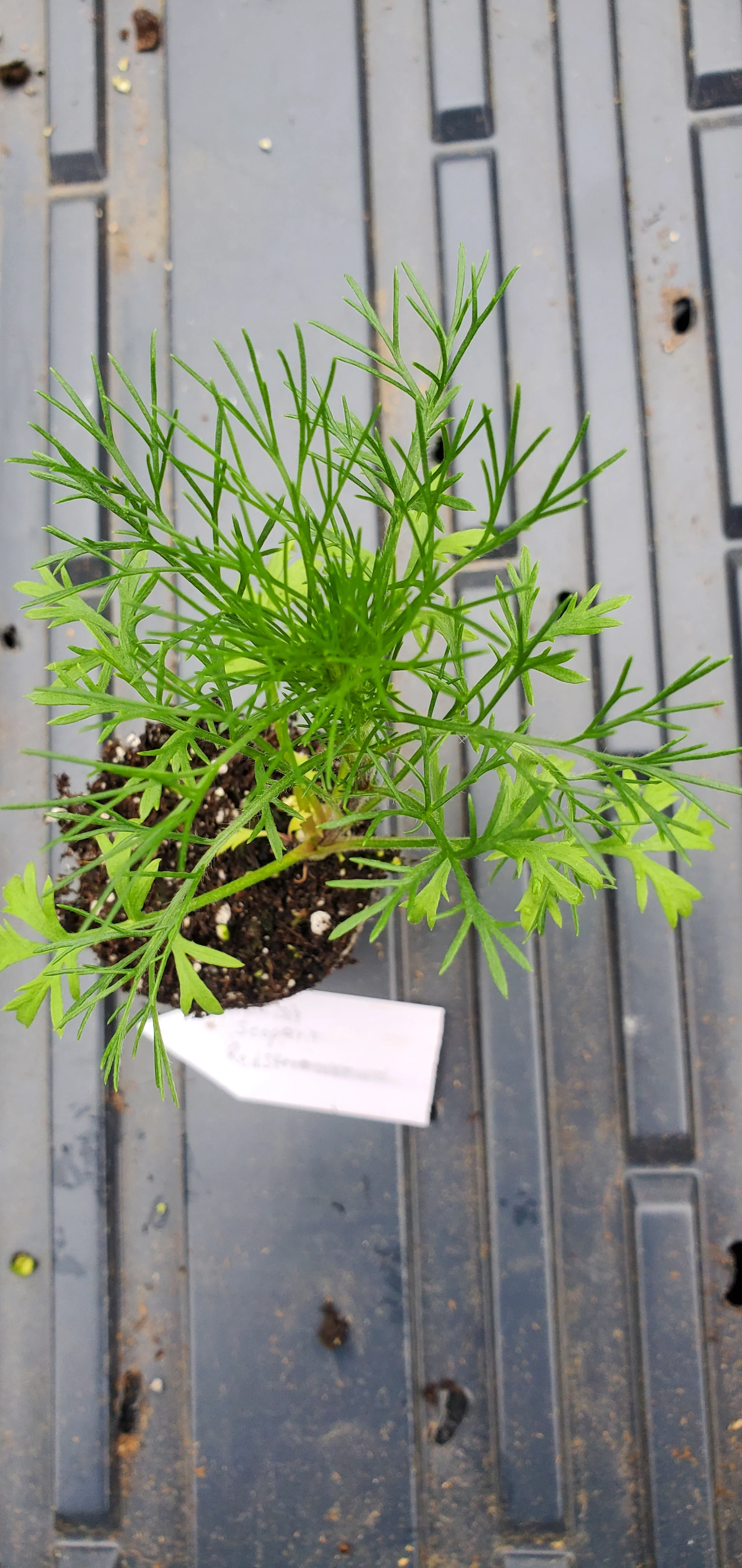 Artemisia Scoparia Red Stem Wormwood