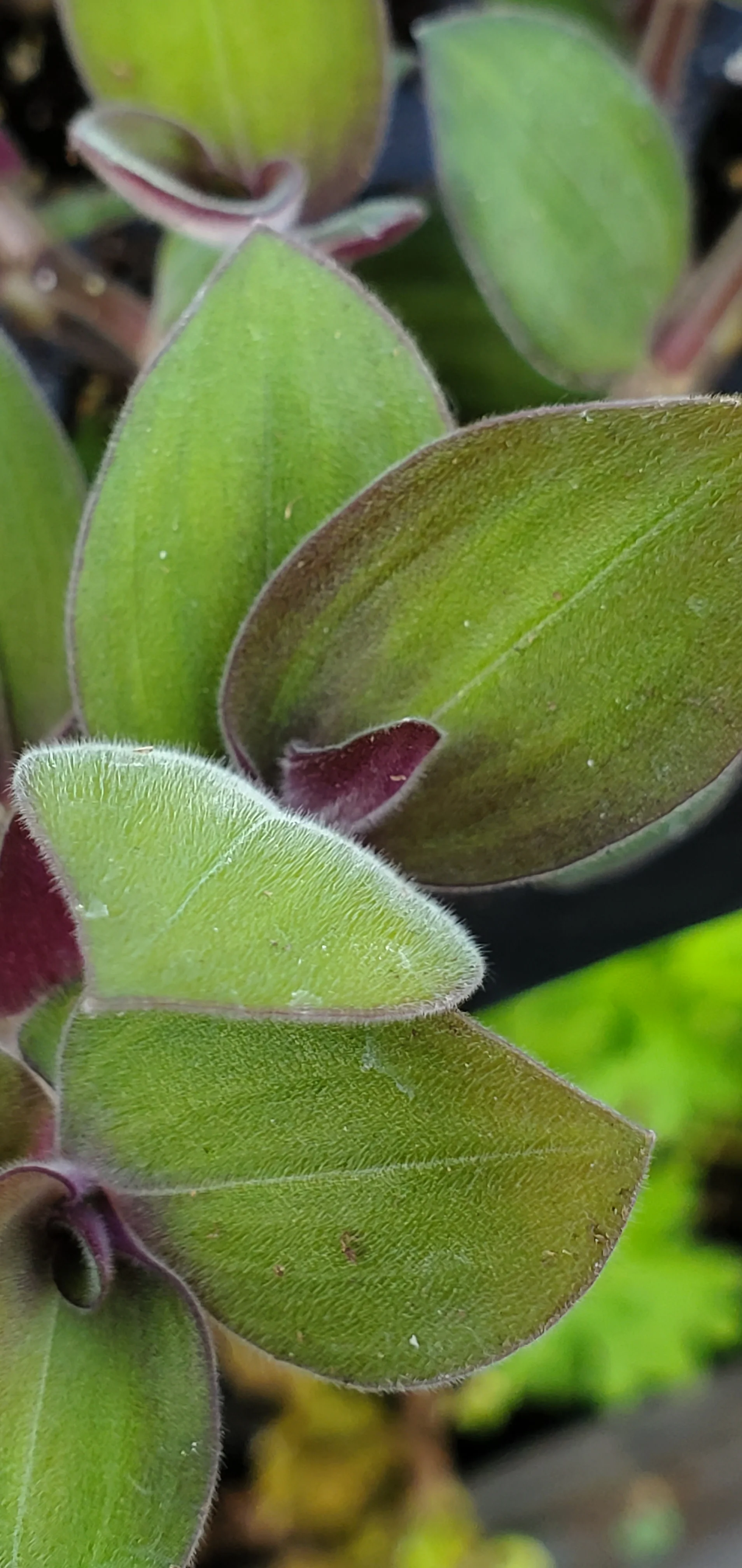 Baby Bunny Bellies Tradescantia Chrysophylla - Image 3