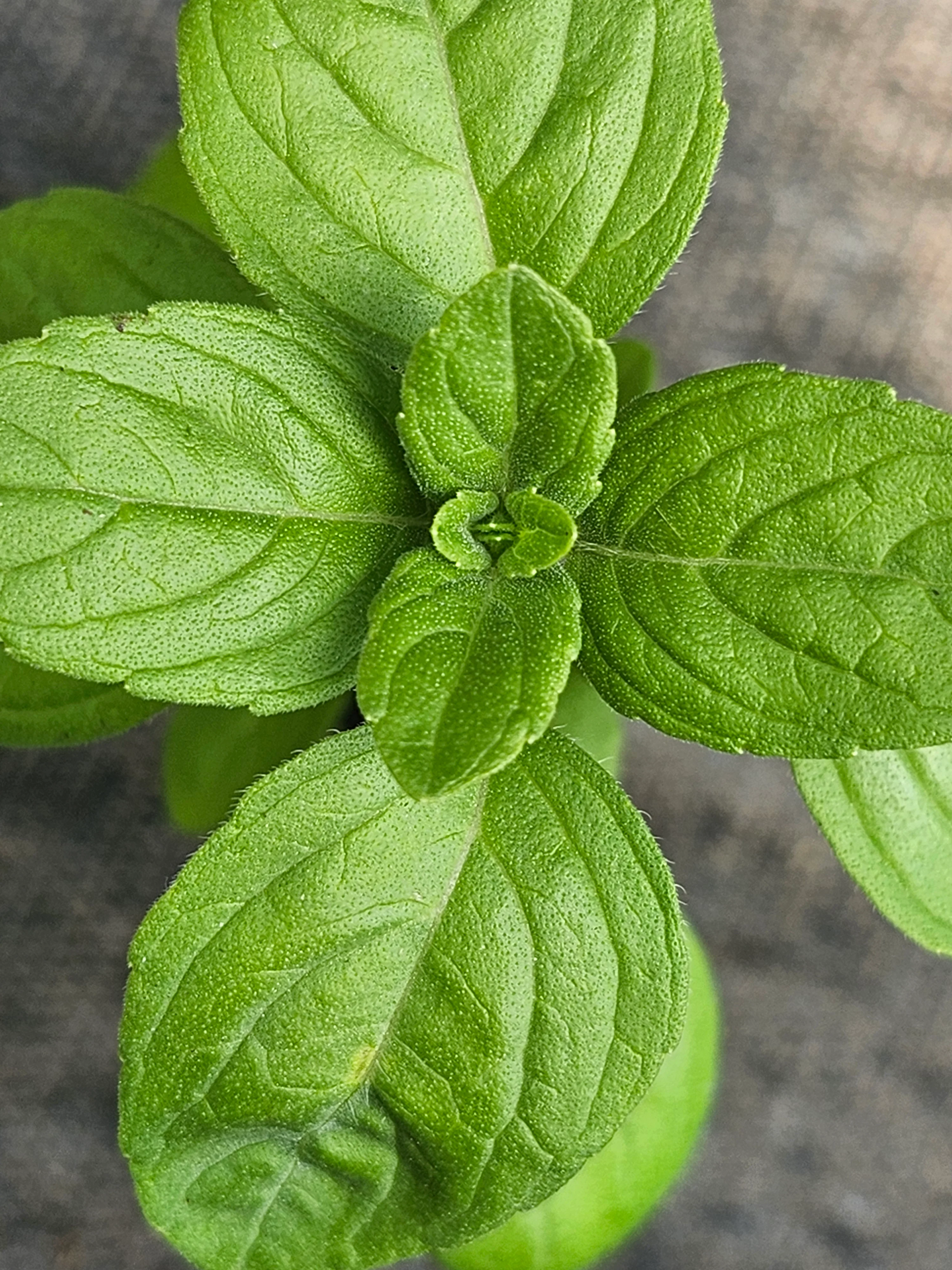 Basil Kilimancharo Kilimandscharicum