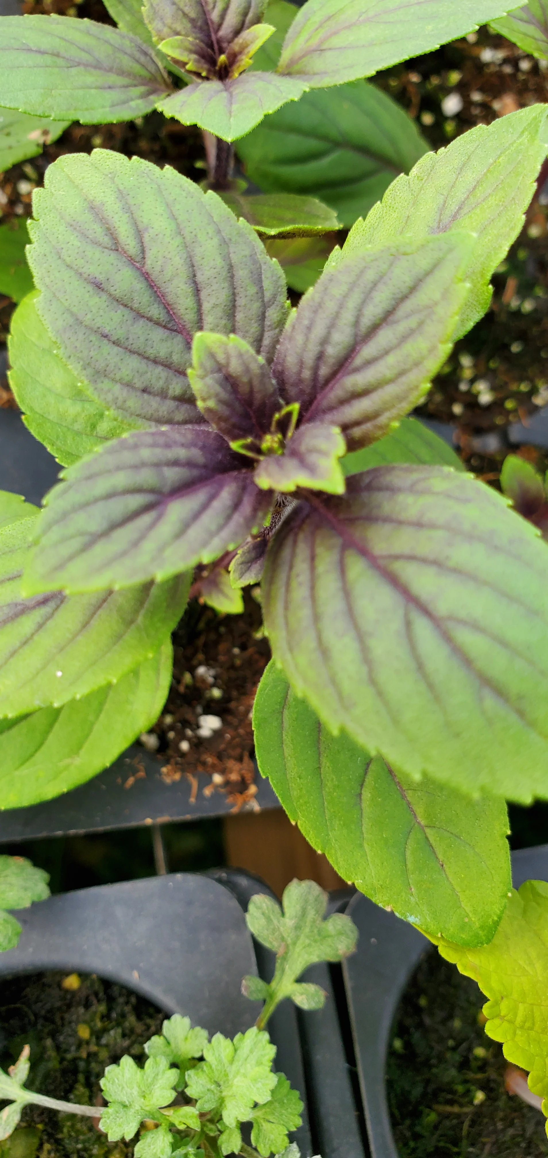 Basil Magic Mountain