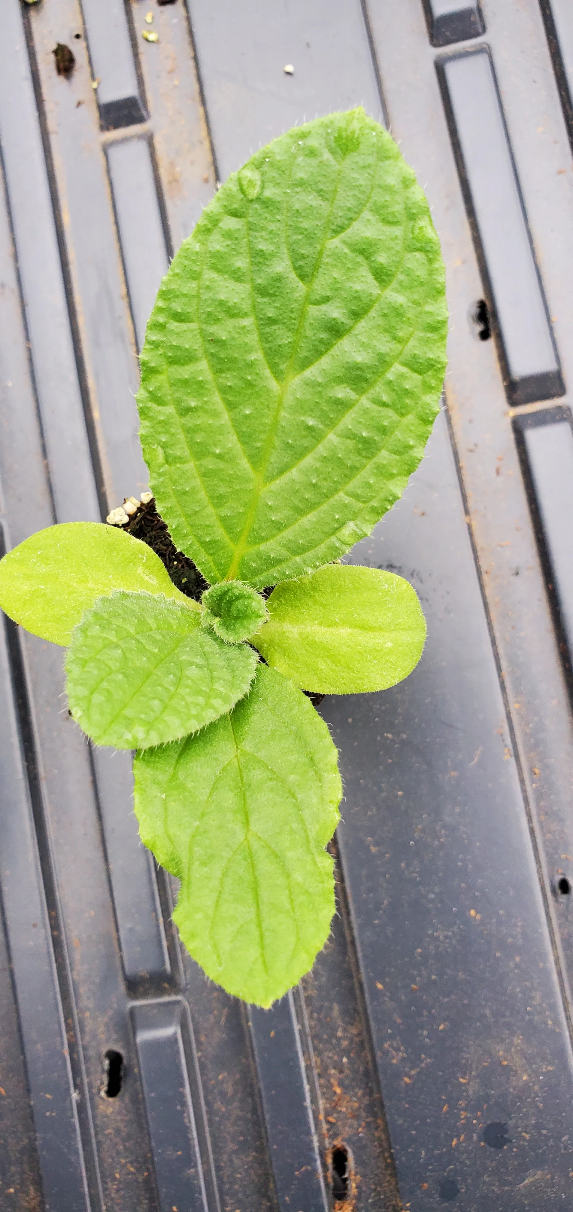 Borage