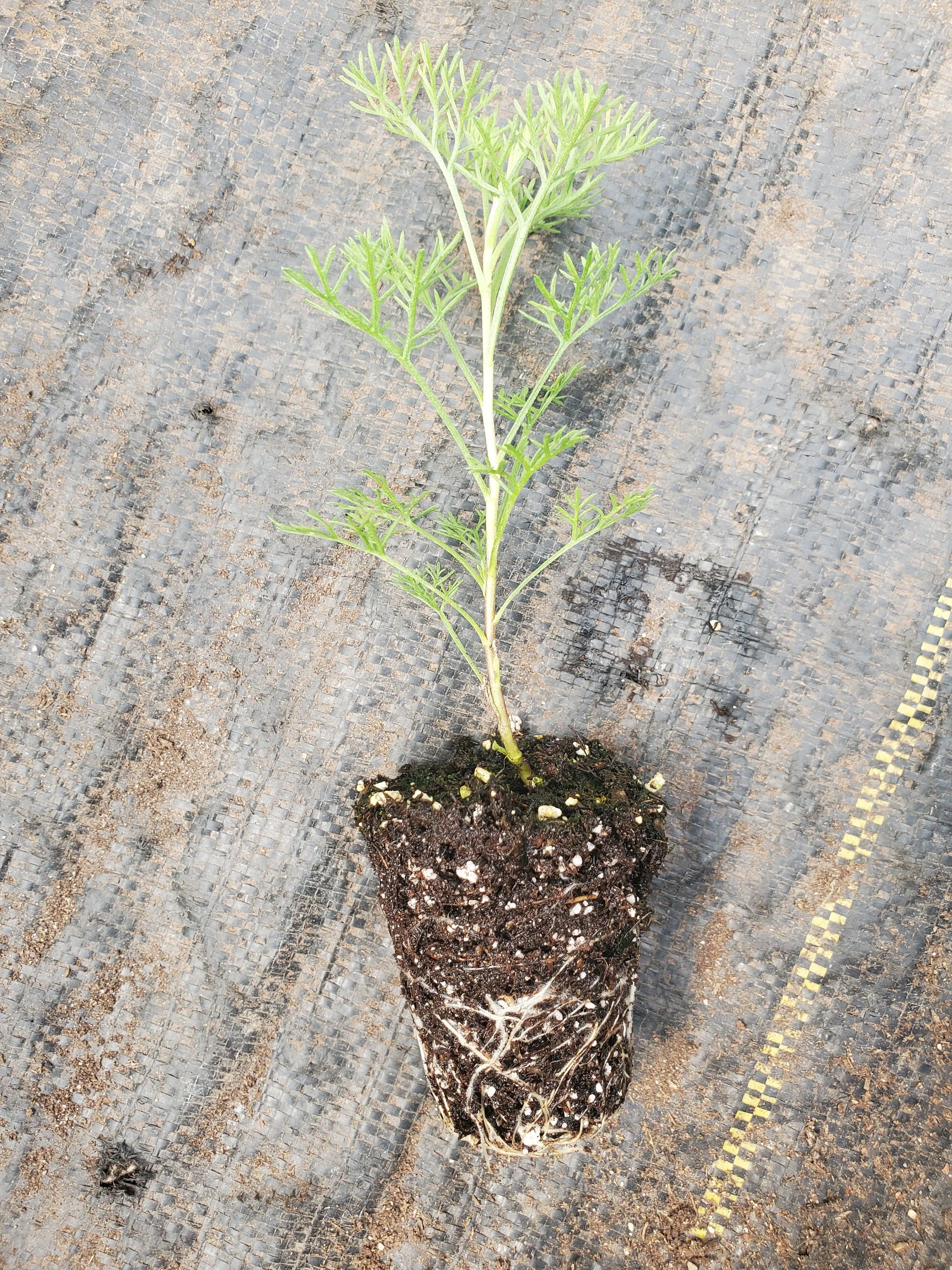 Camphor Southernwood - Image 2
