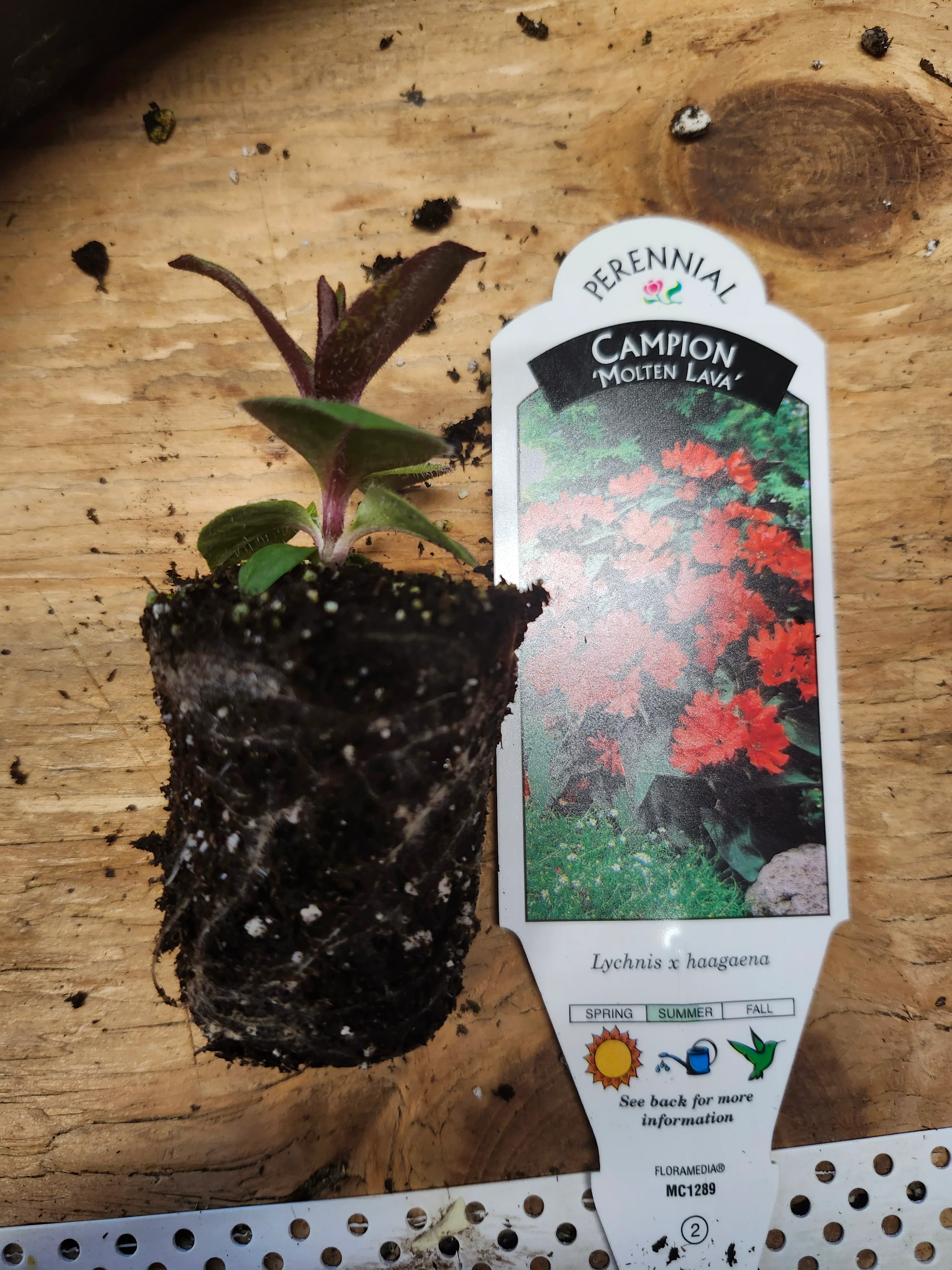 Campion 'Molten Lava' Lychnes x Haagaena - Image 3