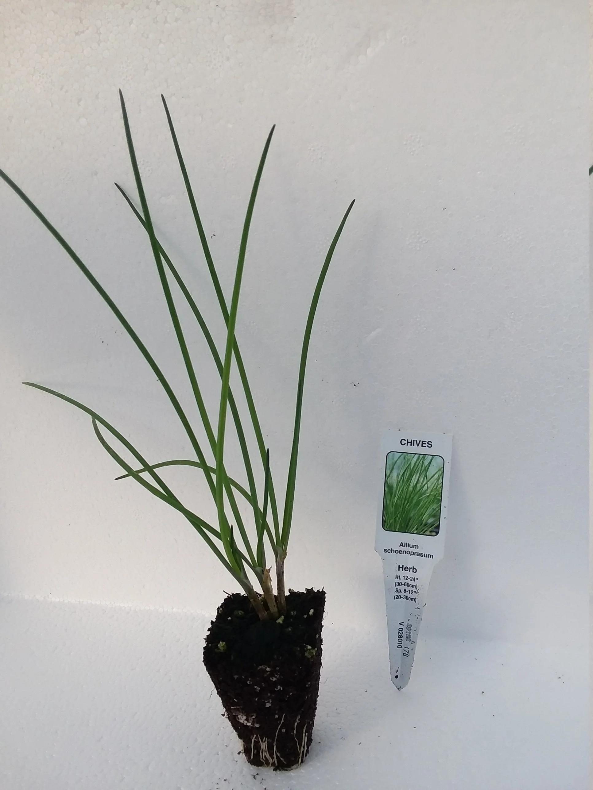 Chives