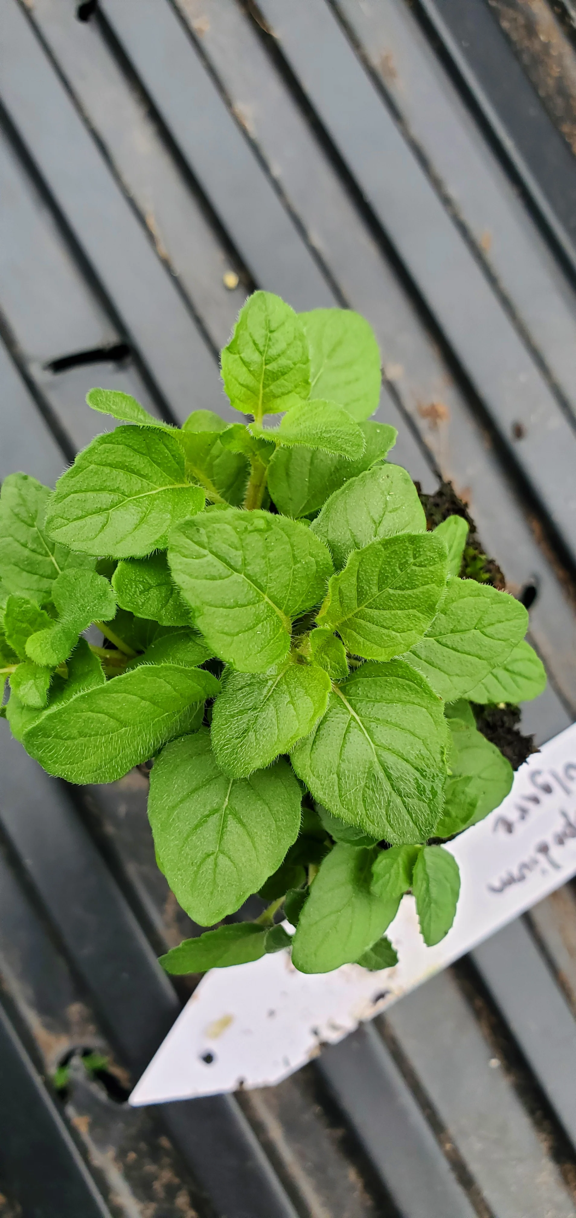Clinopodium Vulgare