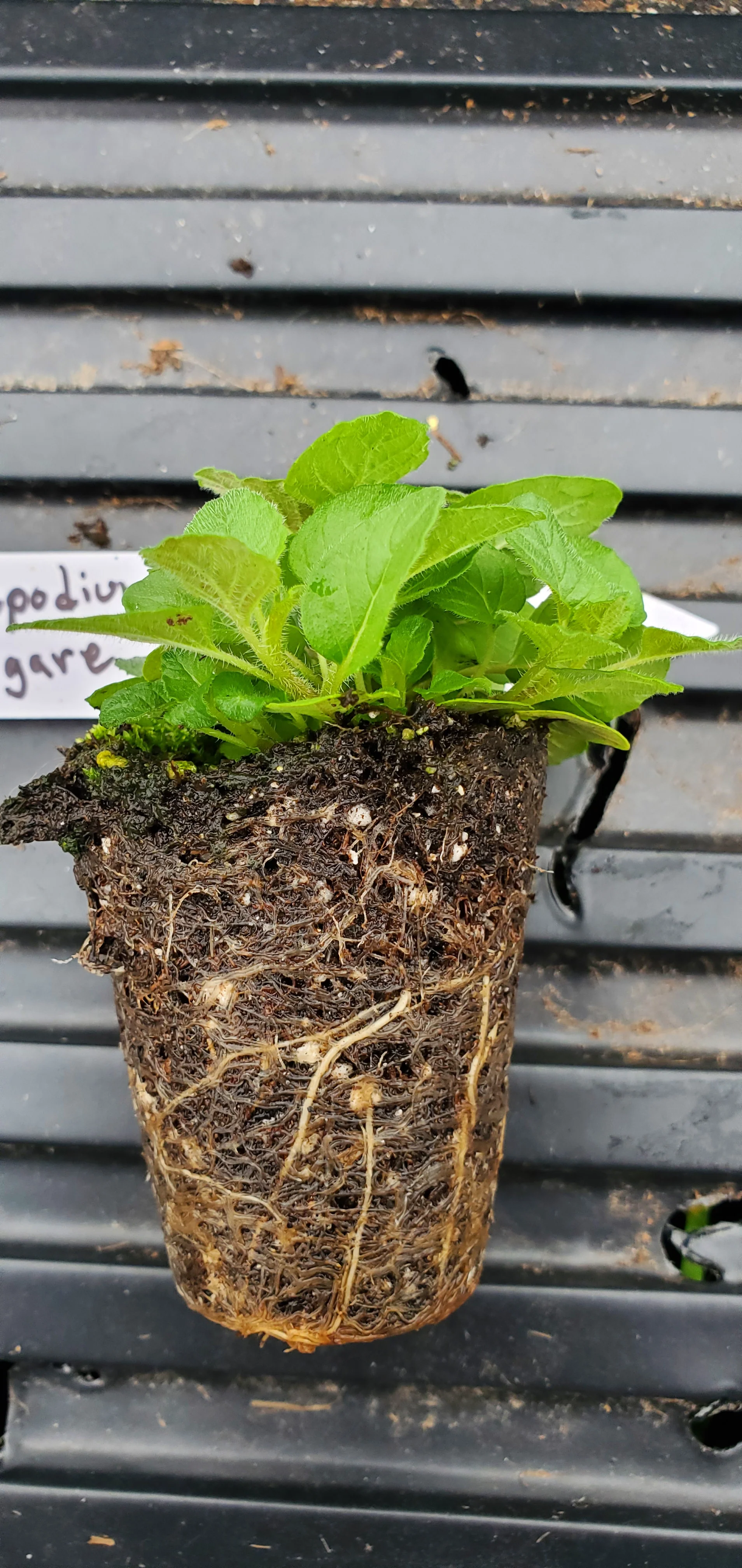 Clinopodium Vulgare - Image 2