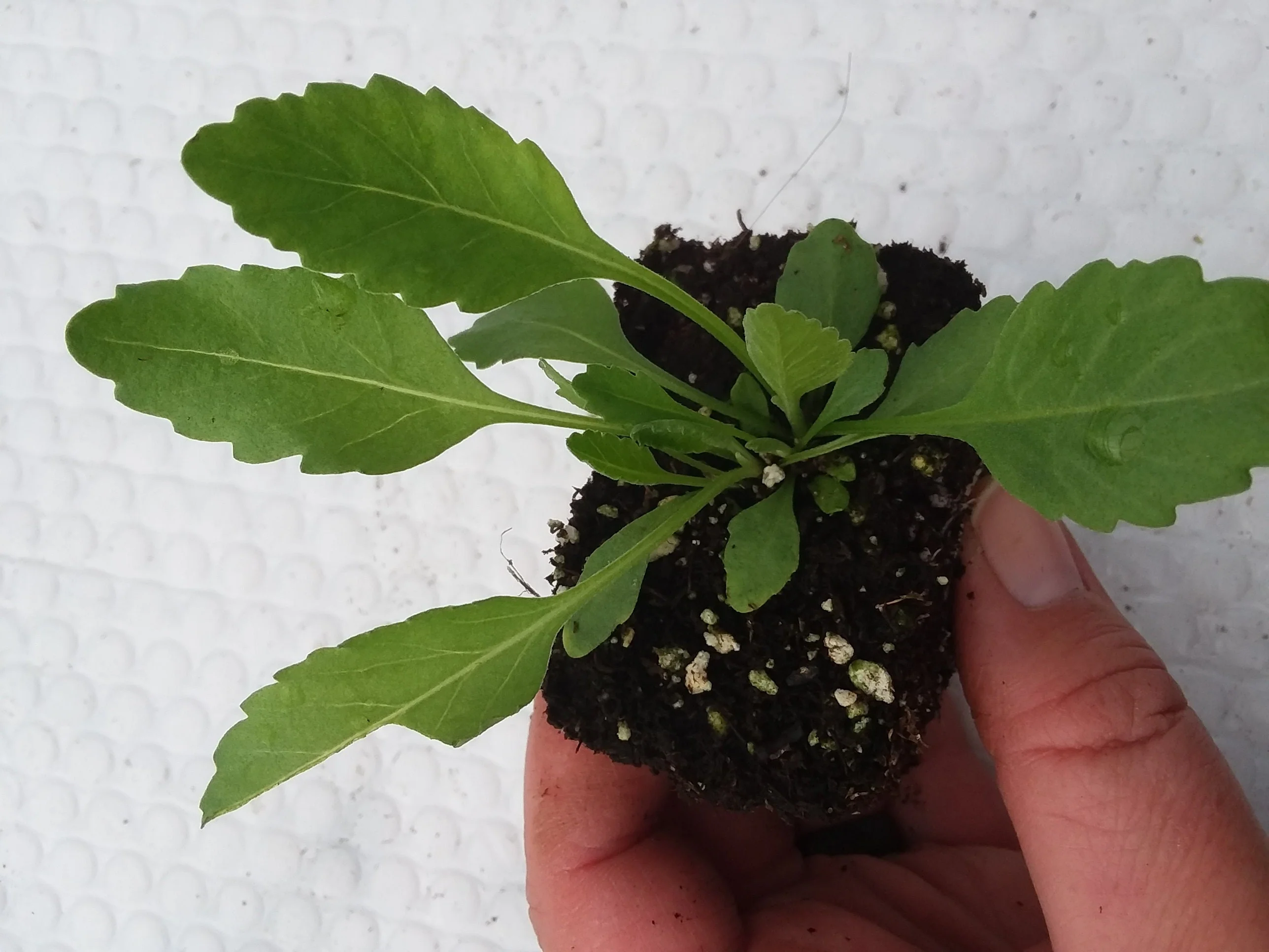 Costmary