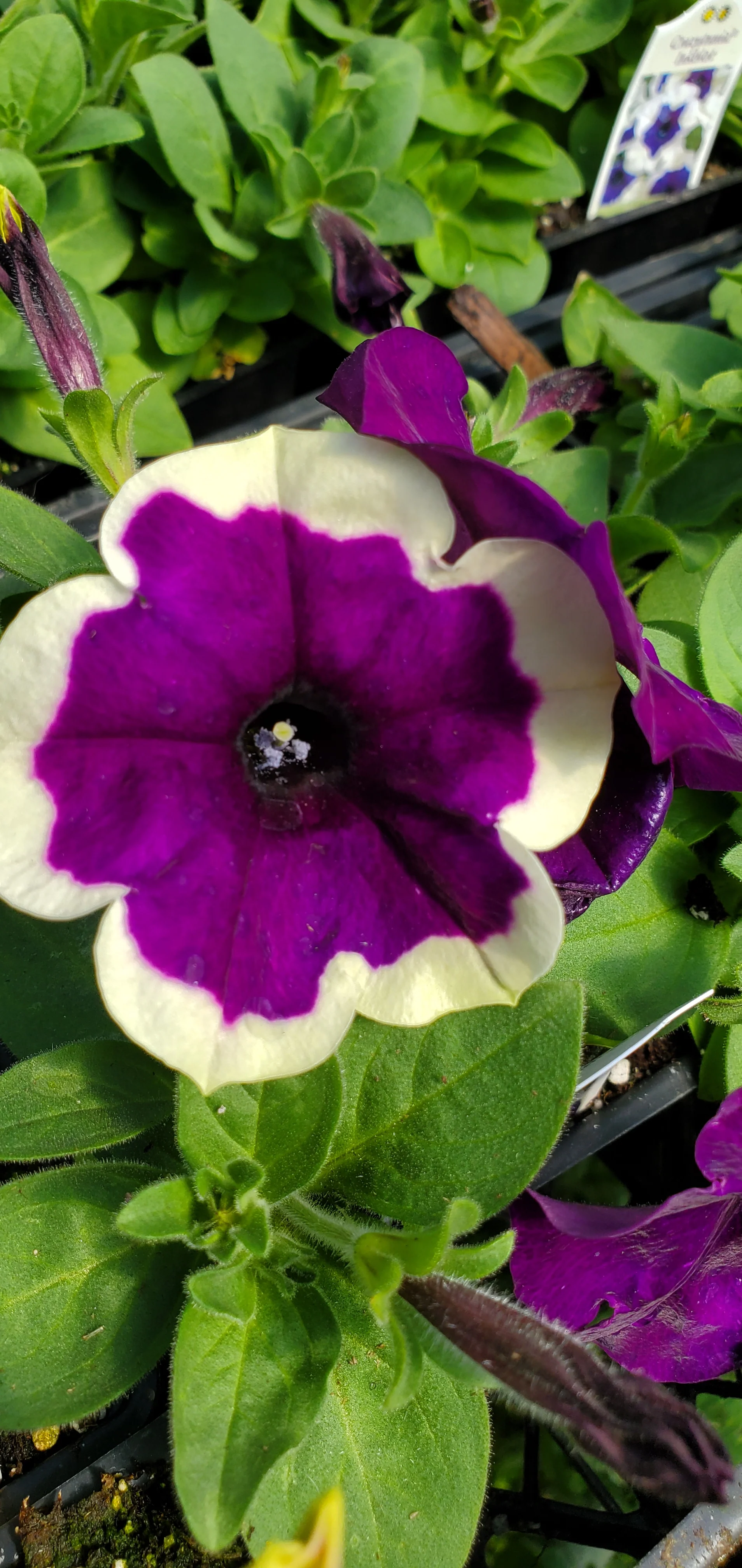 Crazytunia Inkblot Petunia