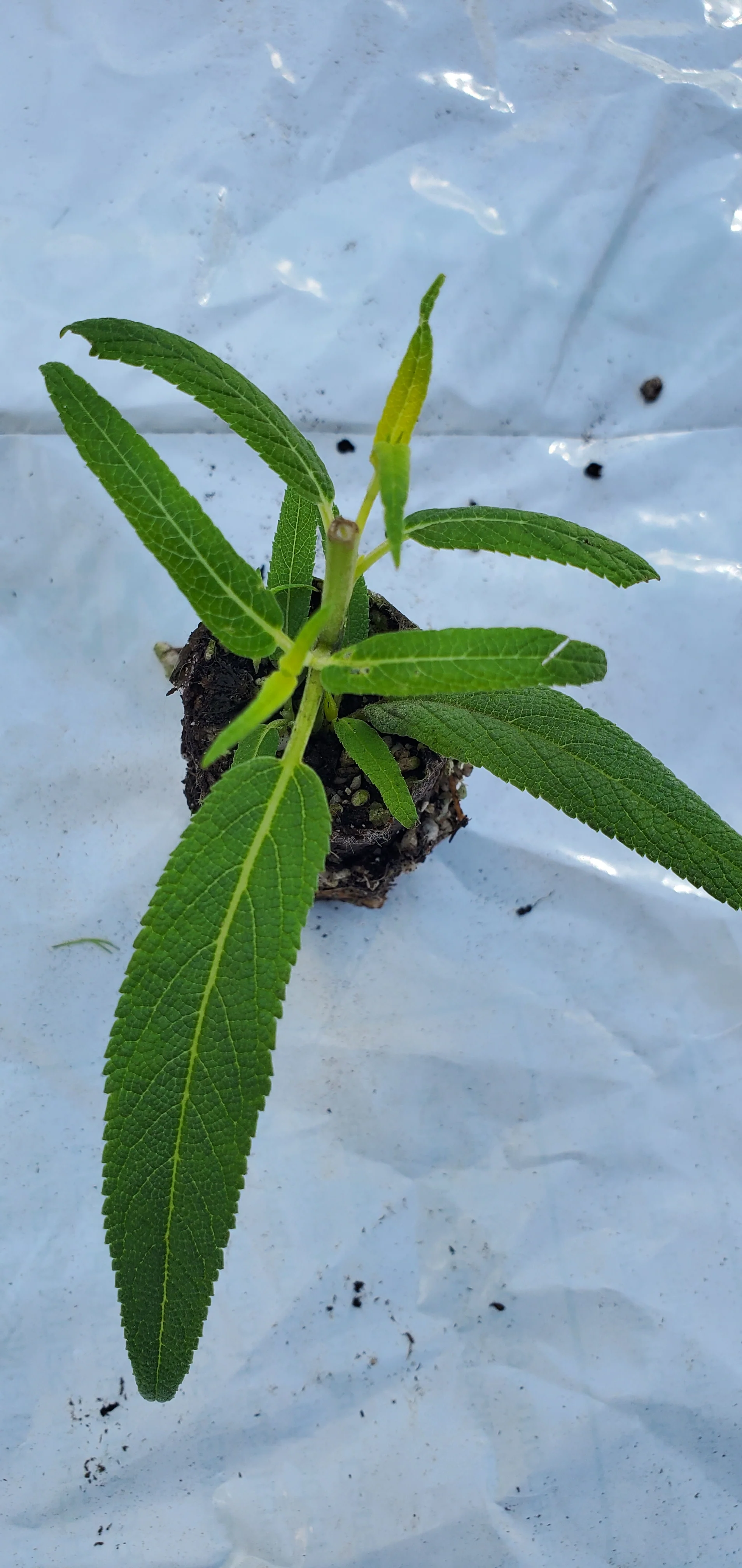 Danielle's Dream Salvia Leucantha