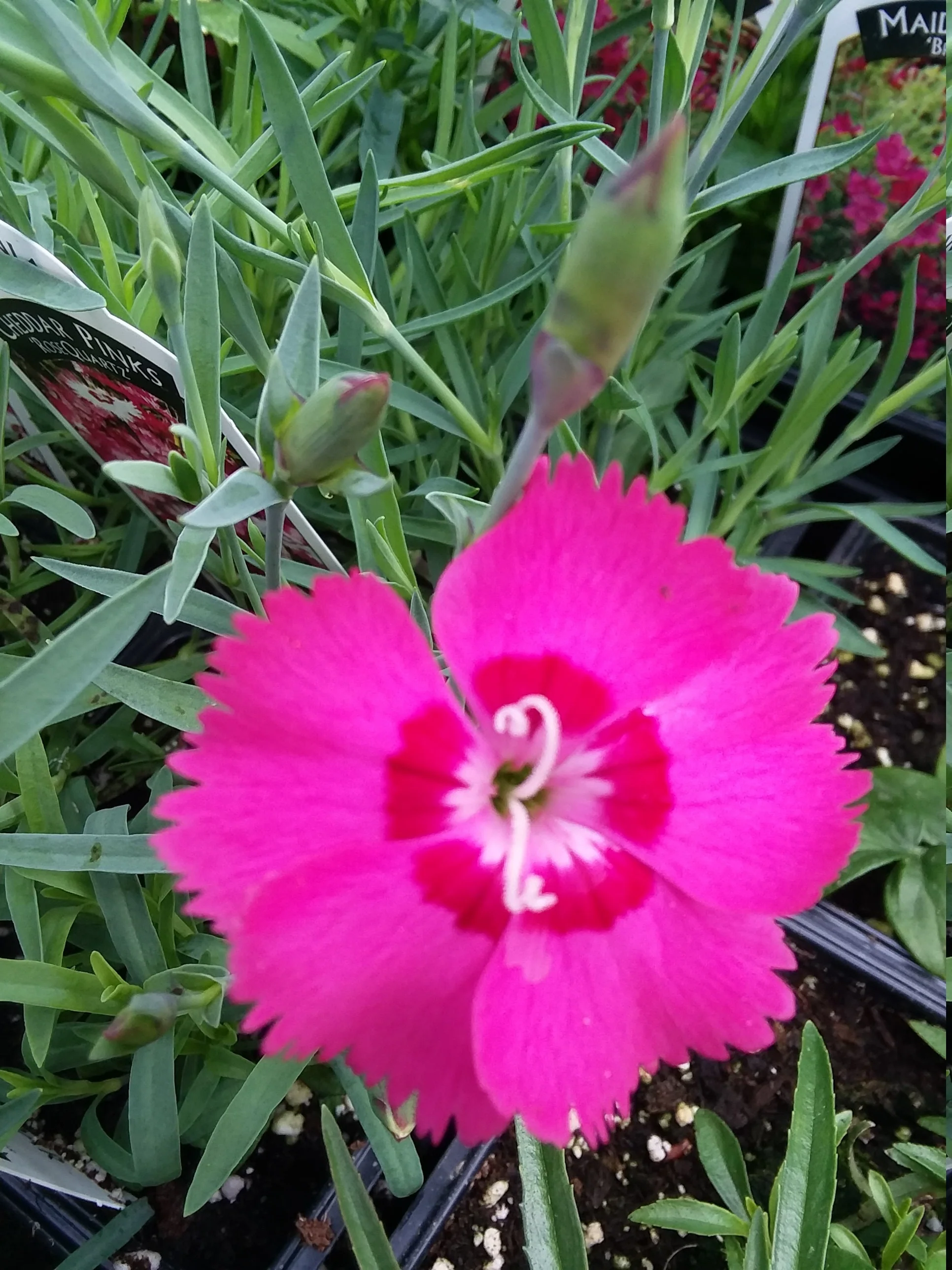 Dianthus Gratianopolitanus Cheddar Pinks