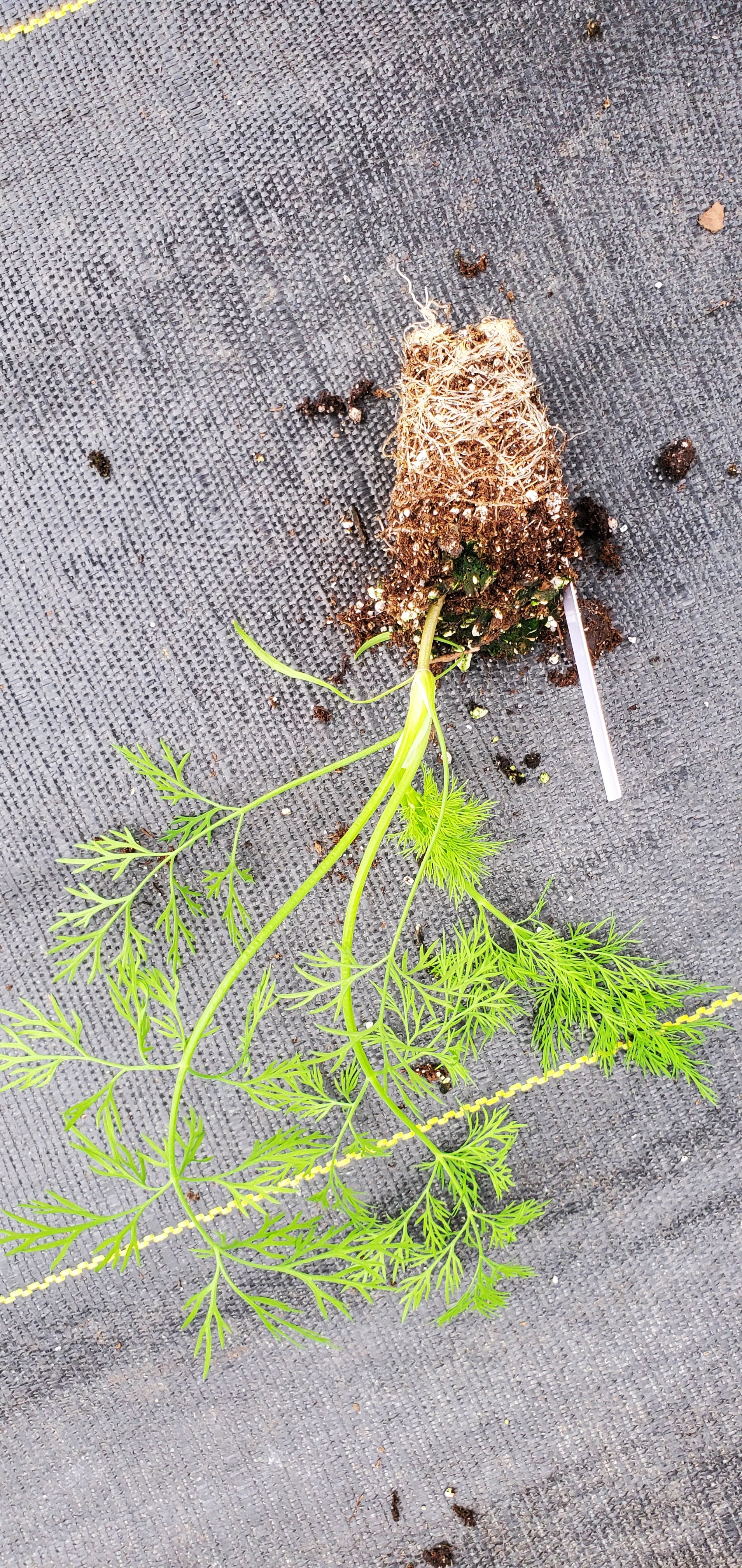 Dill Bouquet - Image 2