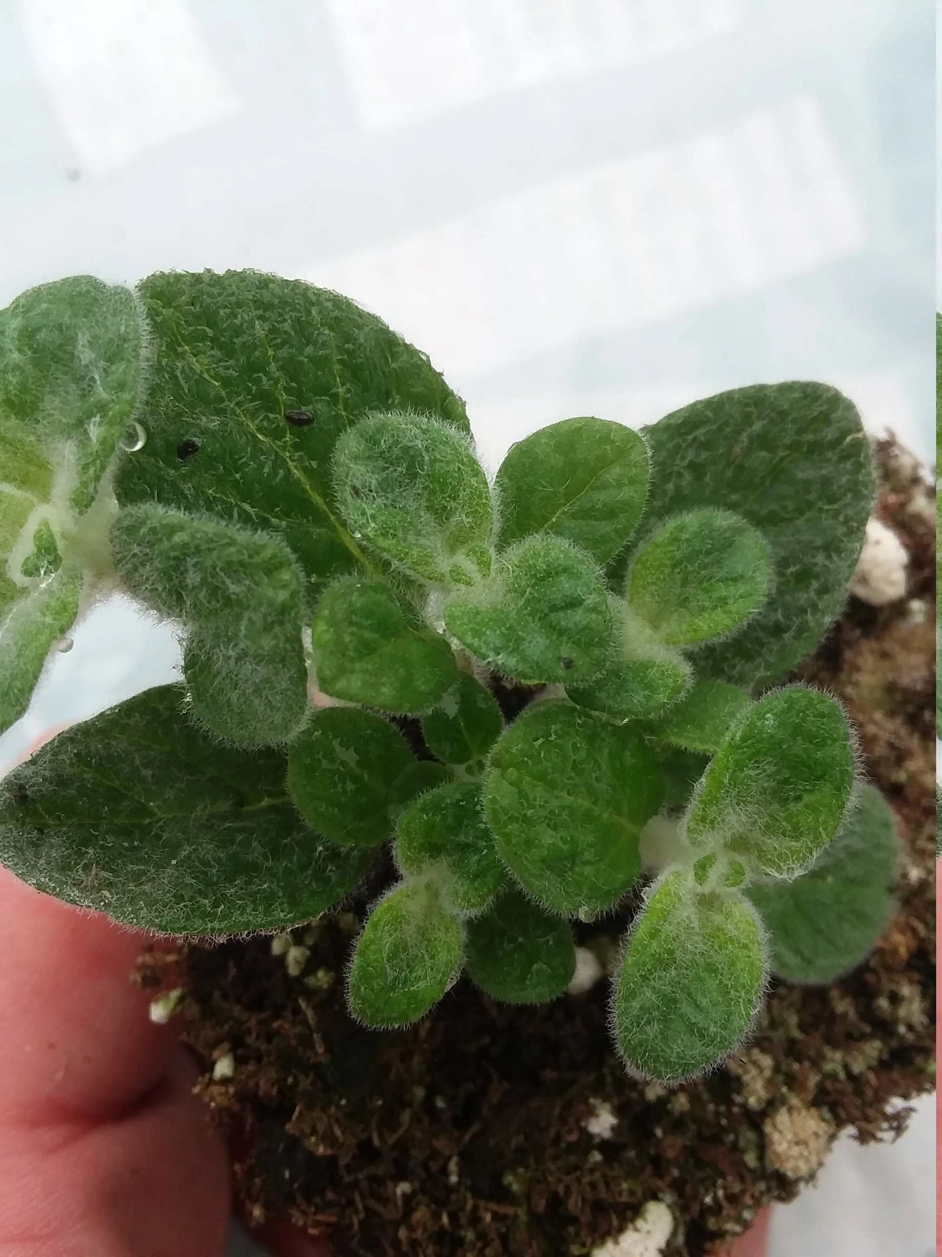 Dittany of Crete Oregano