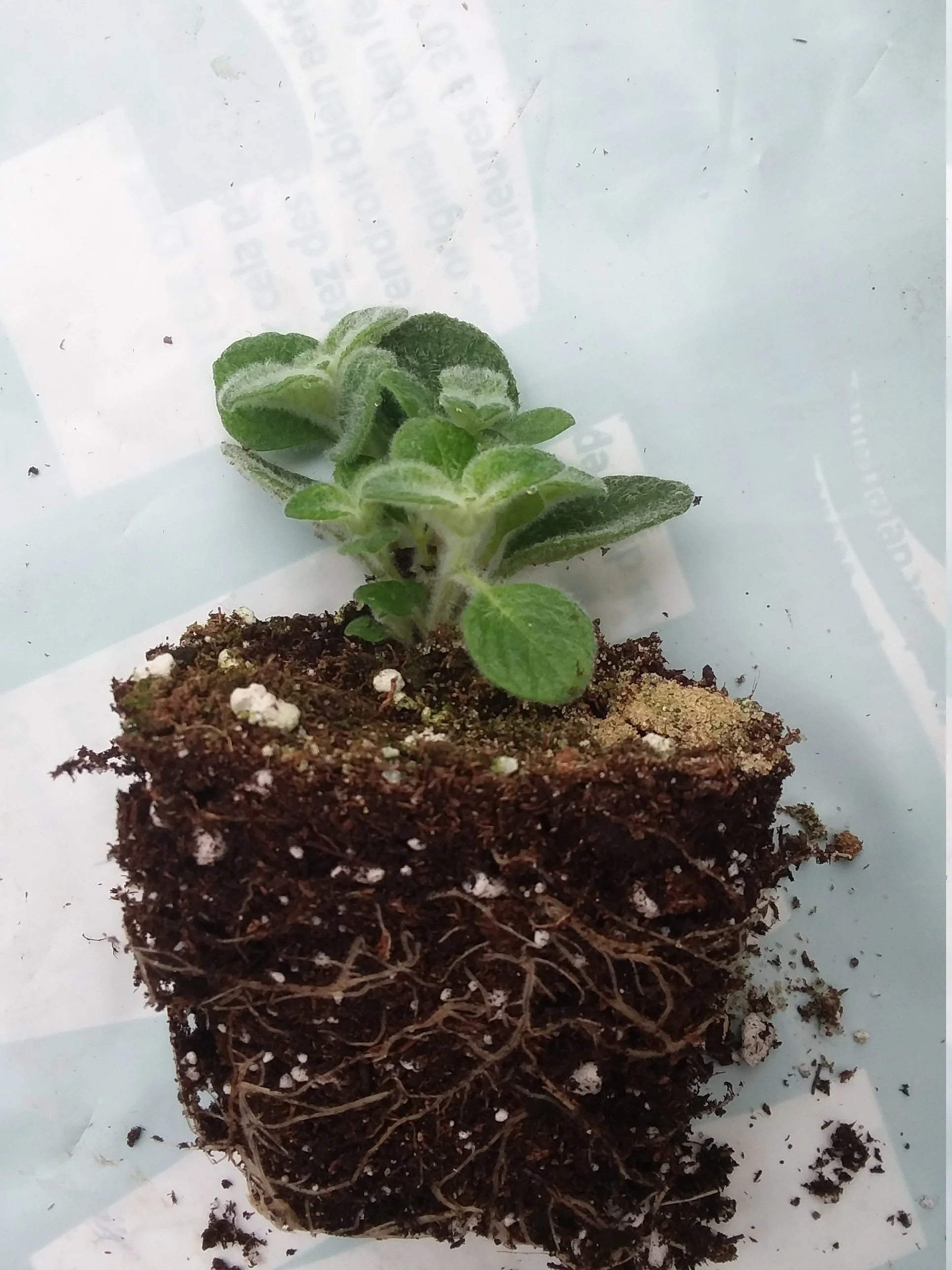 Dittany of Crete Oregano - Image 2