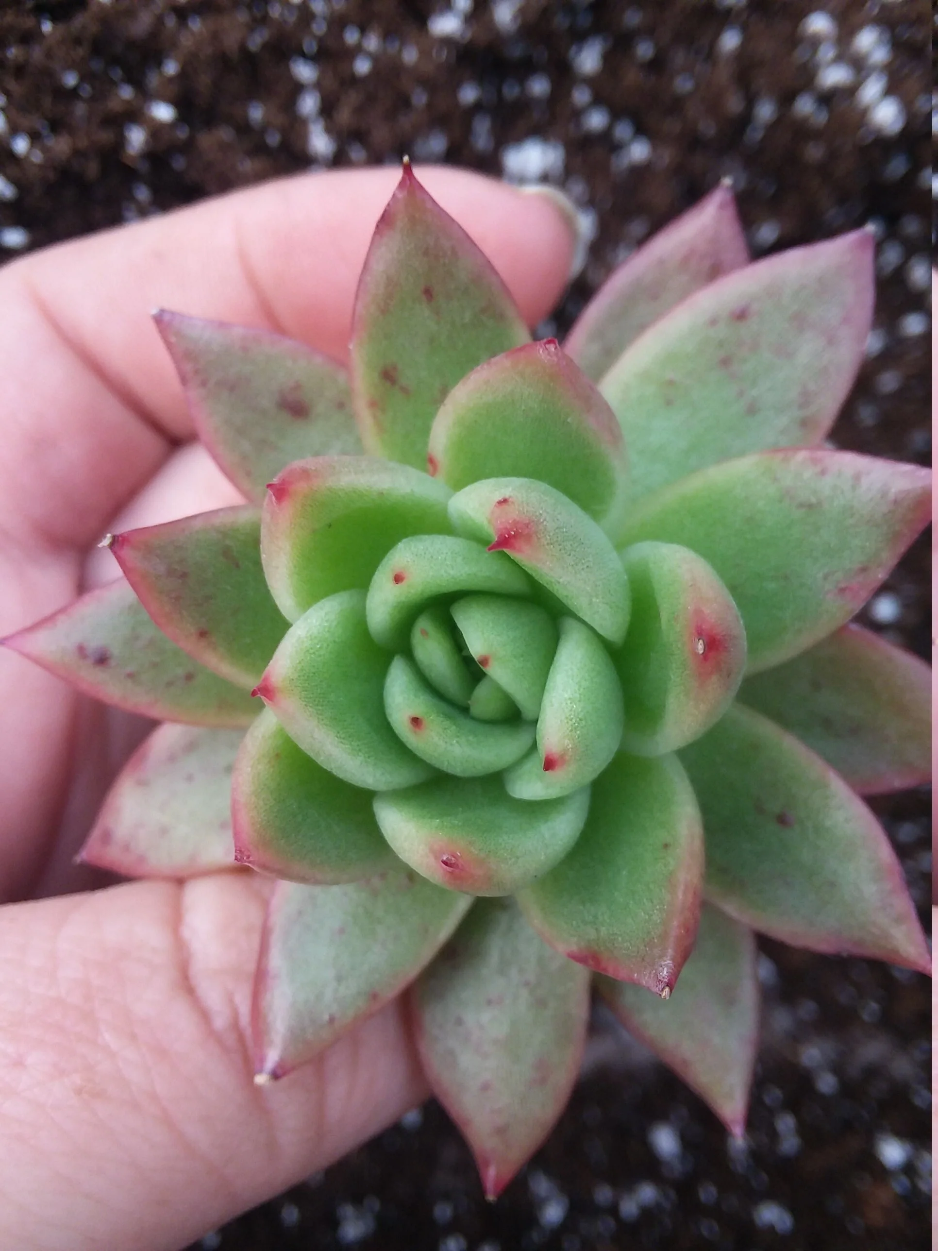 Echeveria Agavoides starter