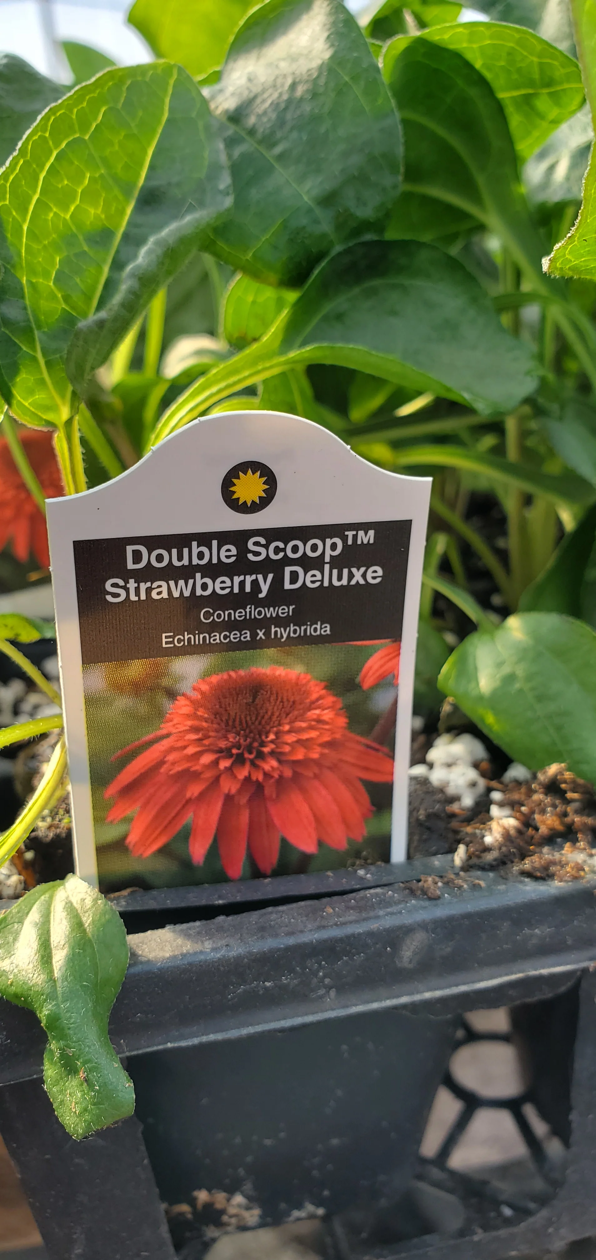Echinacea Double Scoop Strawberry Deluxe - Image 2