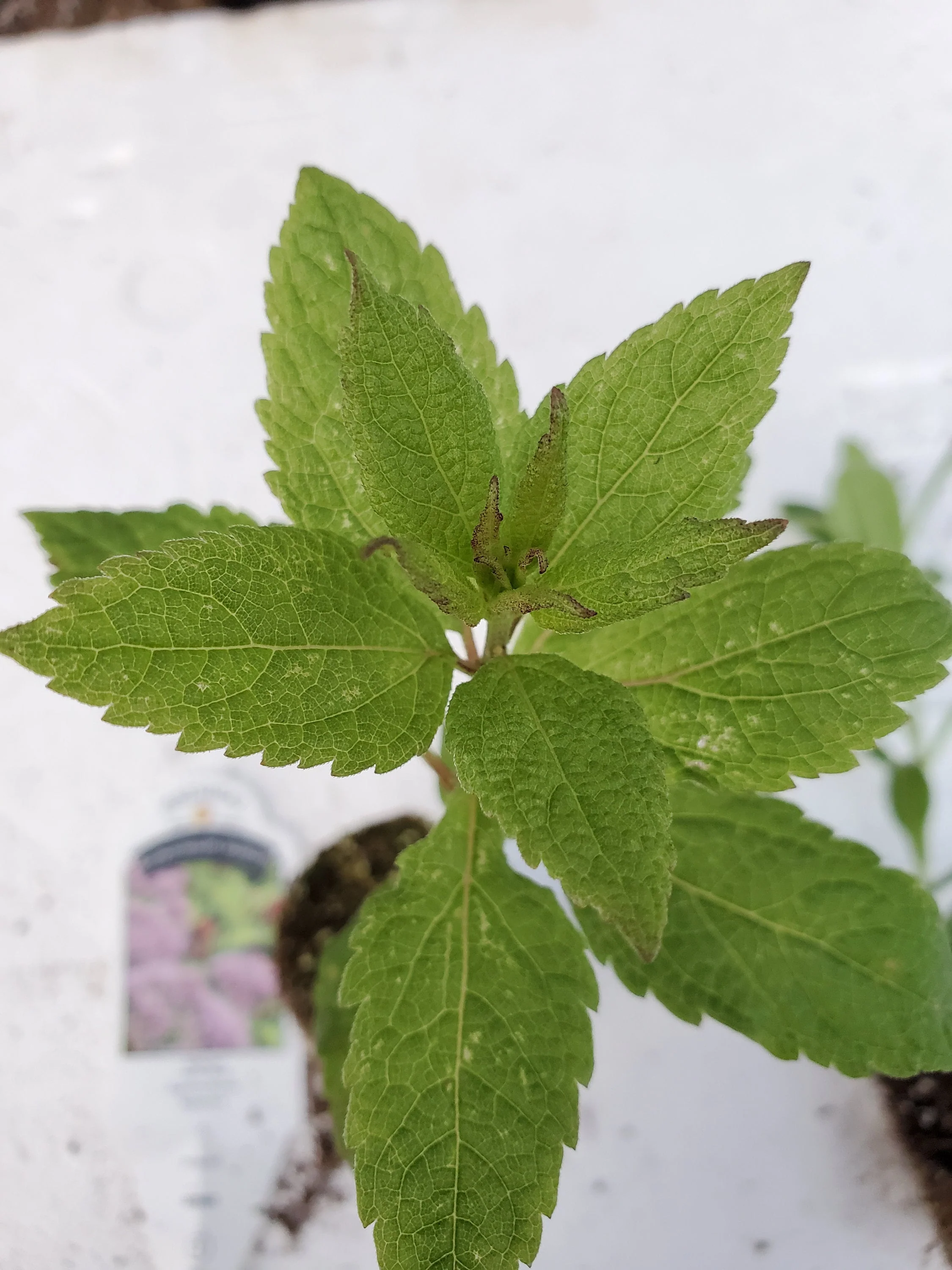 Eupatorium dubium Little Joe