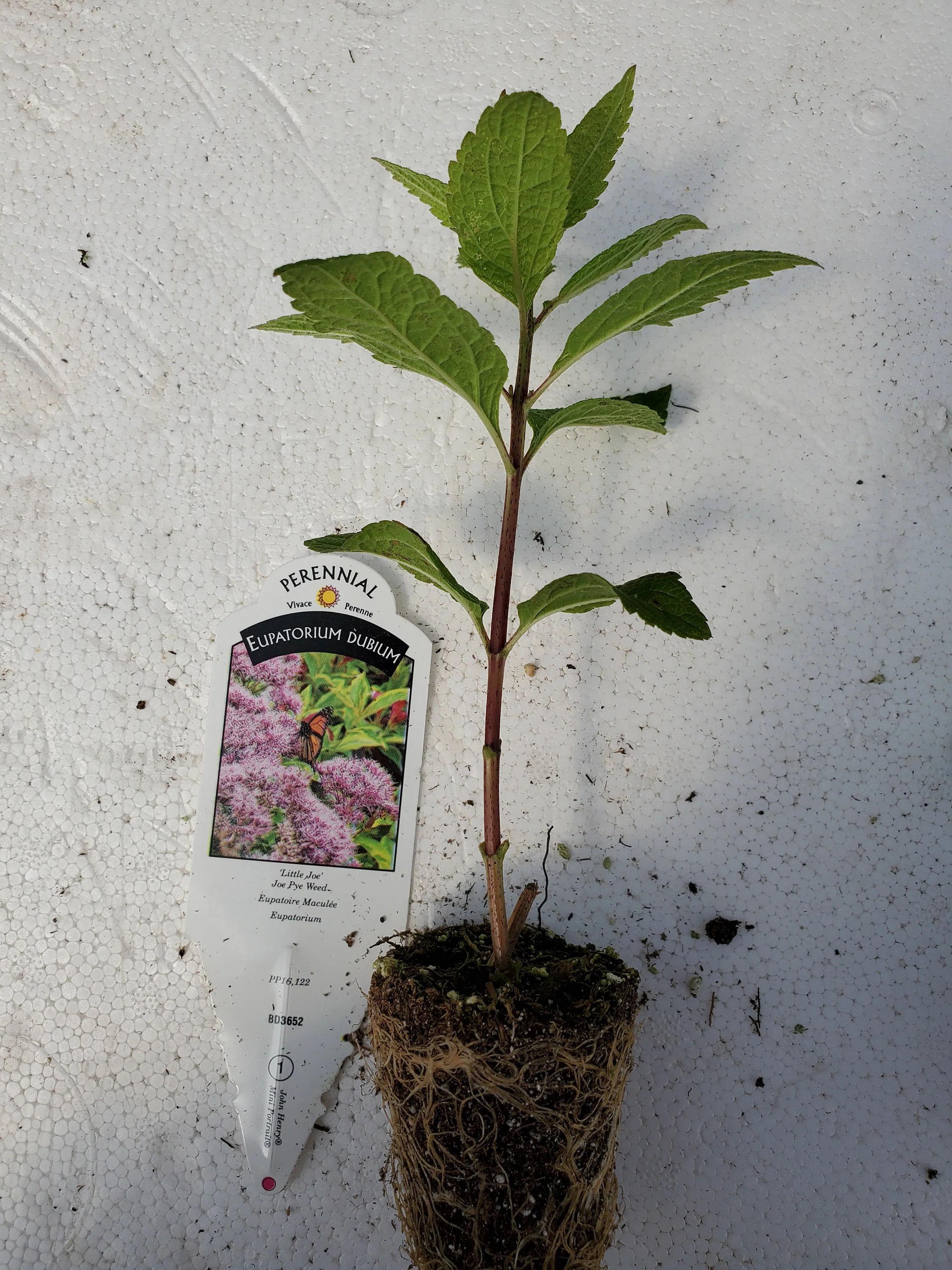 Eupatorium dubium Little Joe - Image 2