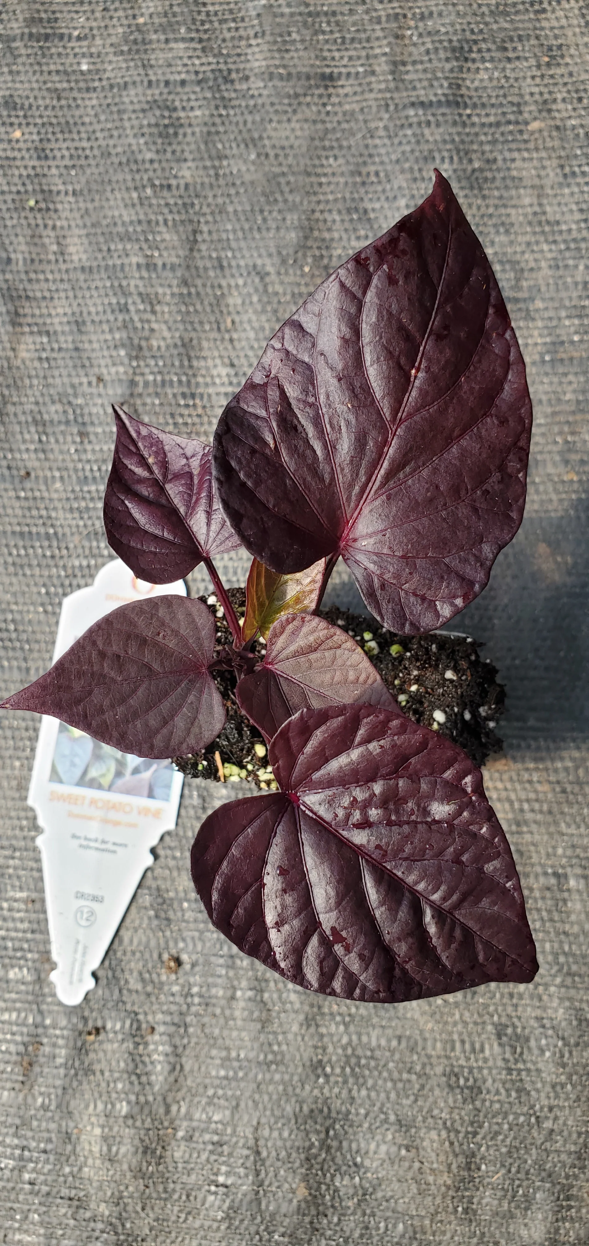 FloraMia Cameo Sweet Potato Vine