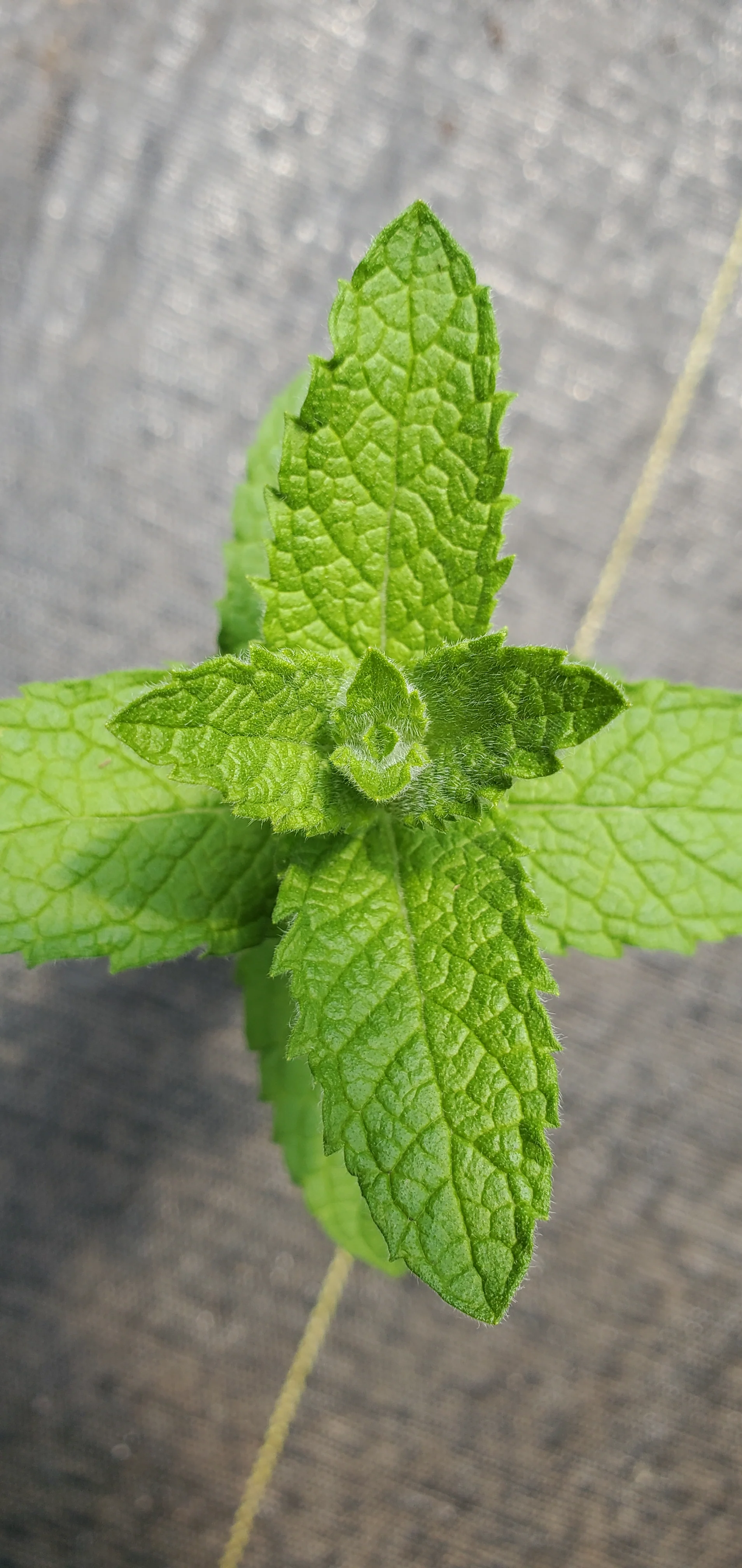 Fuzzy Chinese Mint