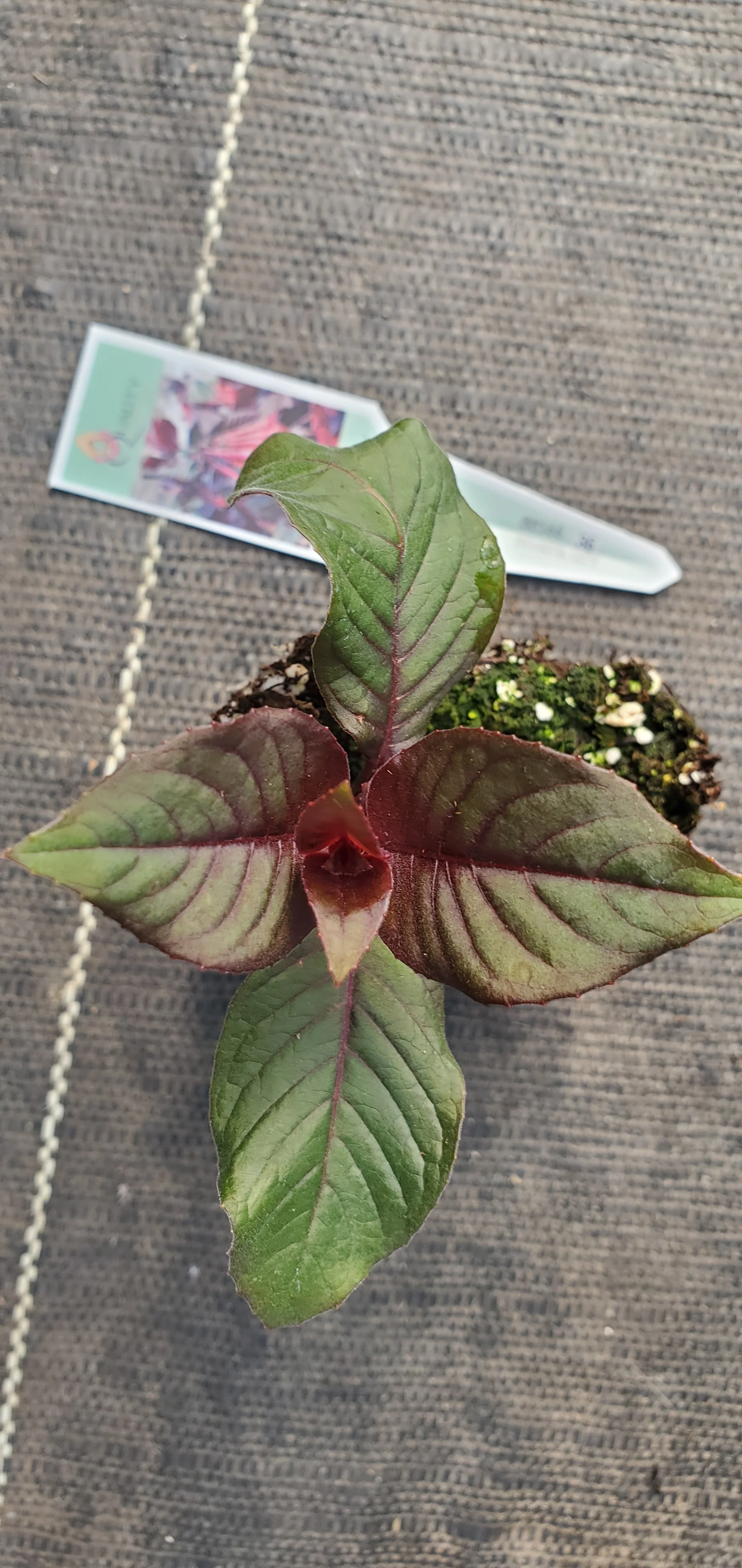 Gartenmeister Fuchsia