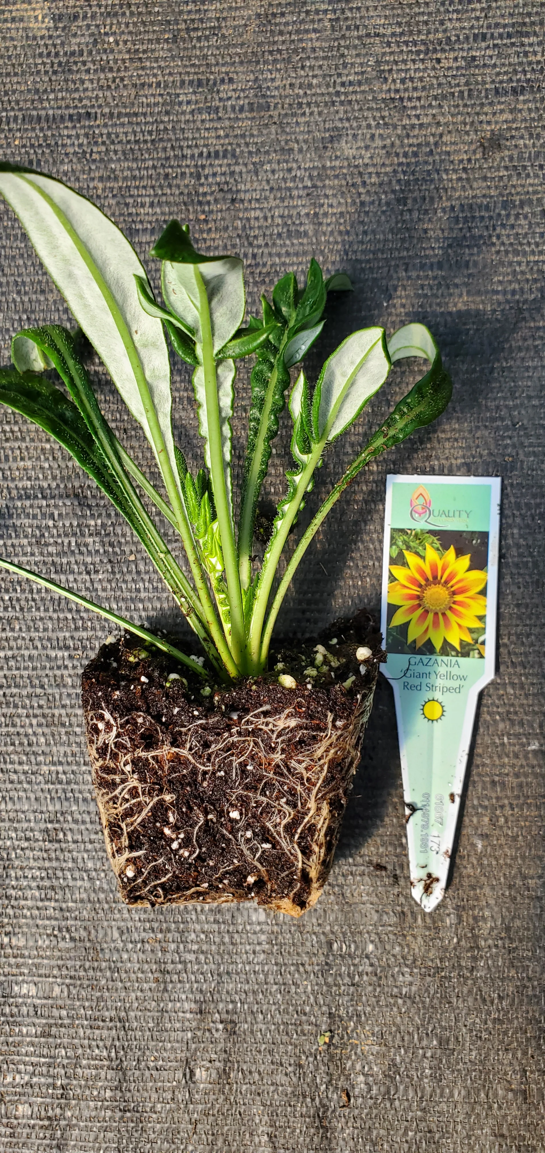 Gazania rigens Giant Yellow Red Striped - Image 3
