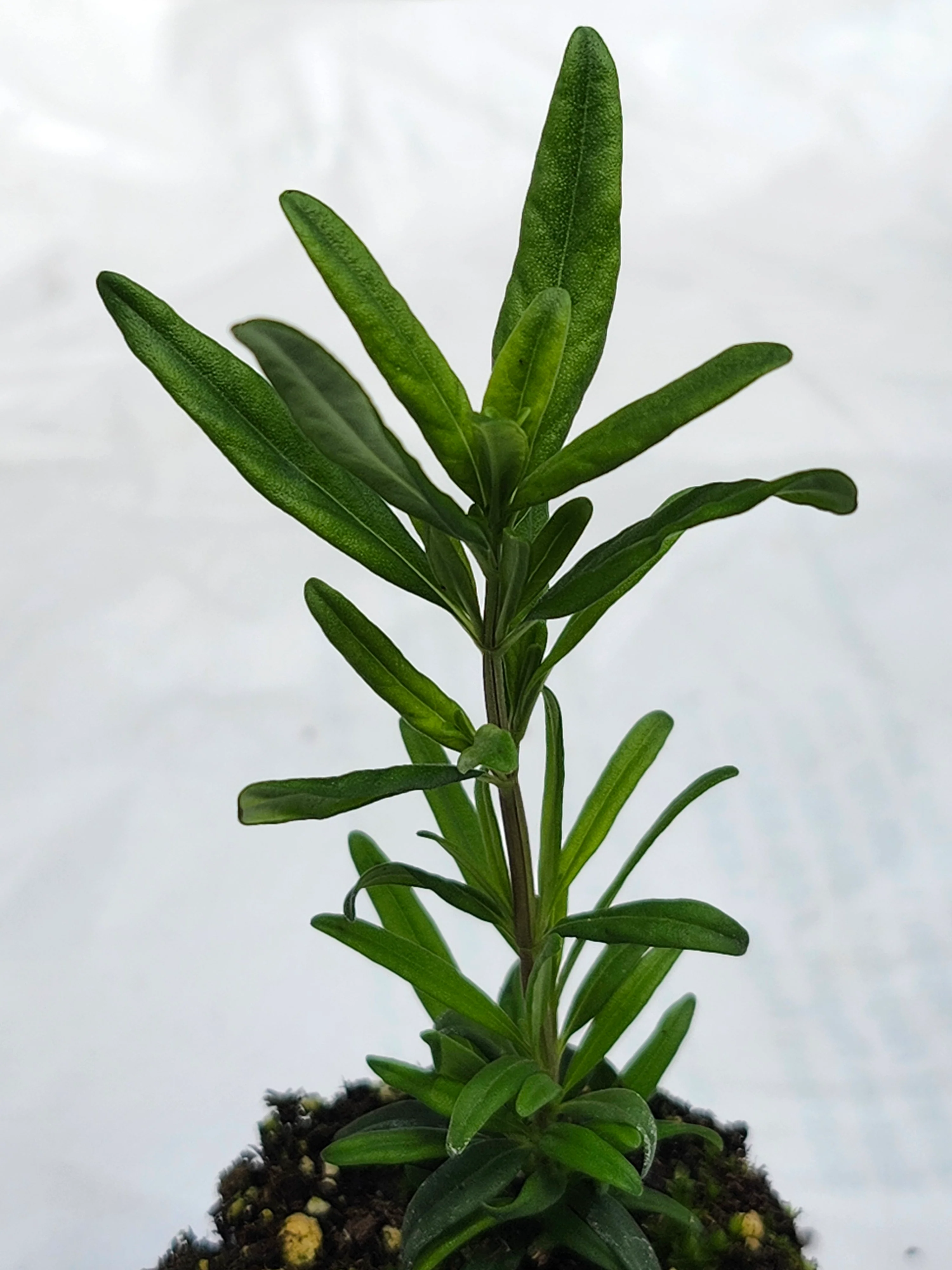 Georgia Savory Clinopodium Georgianum - Image 2