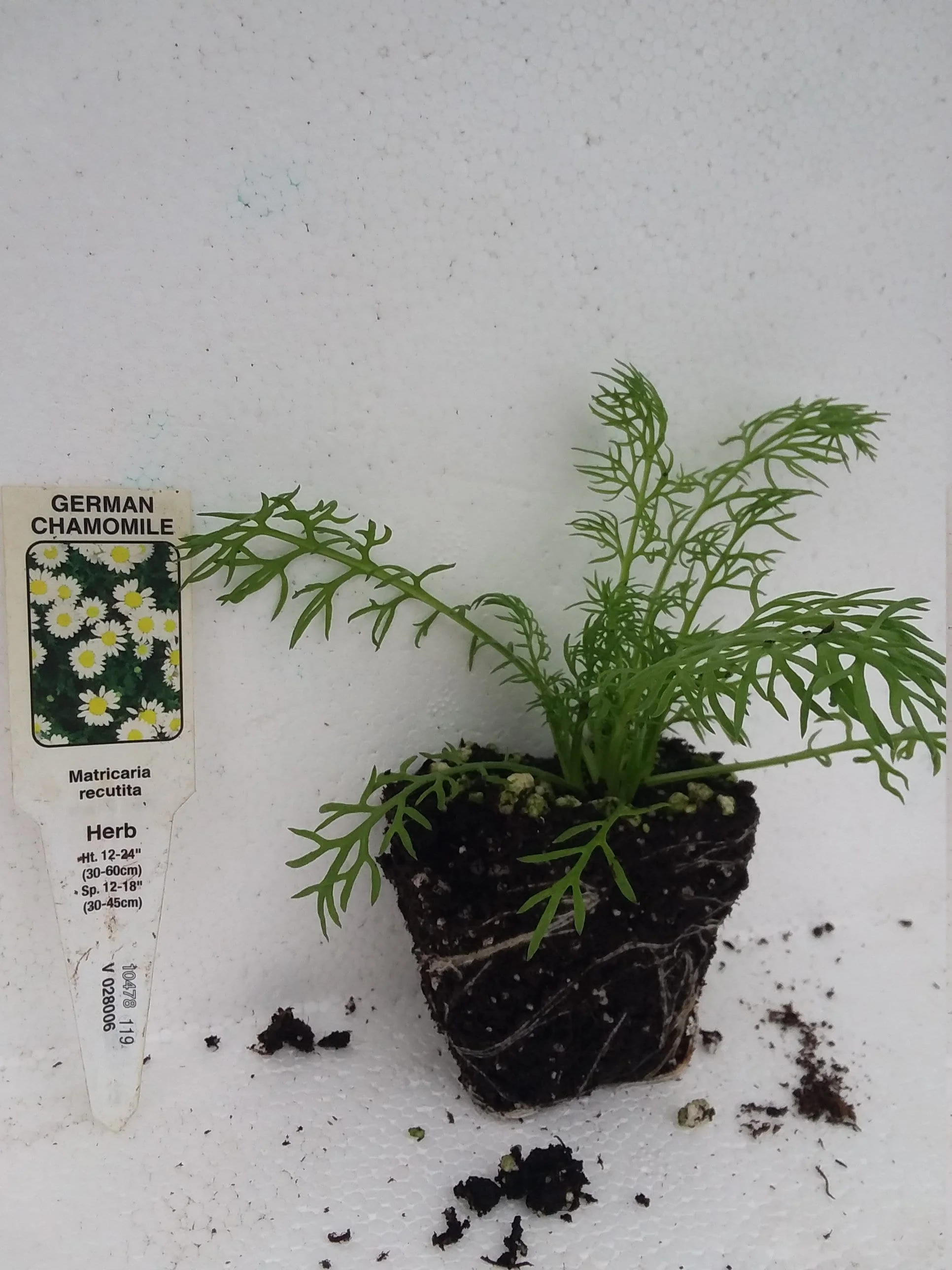 German chamomile Matricaria recutita