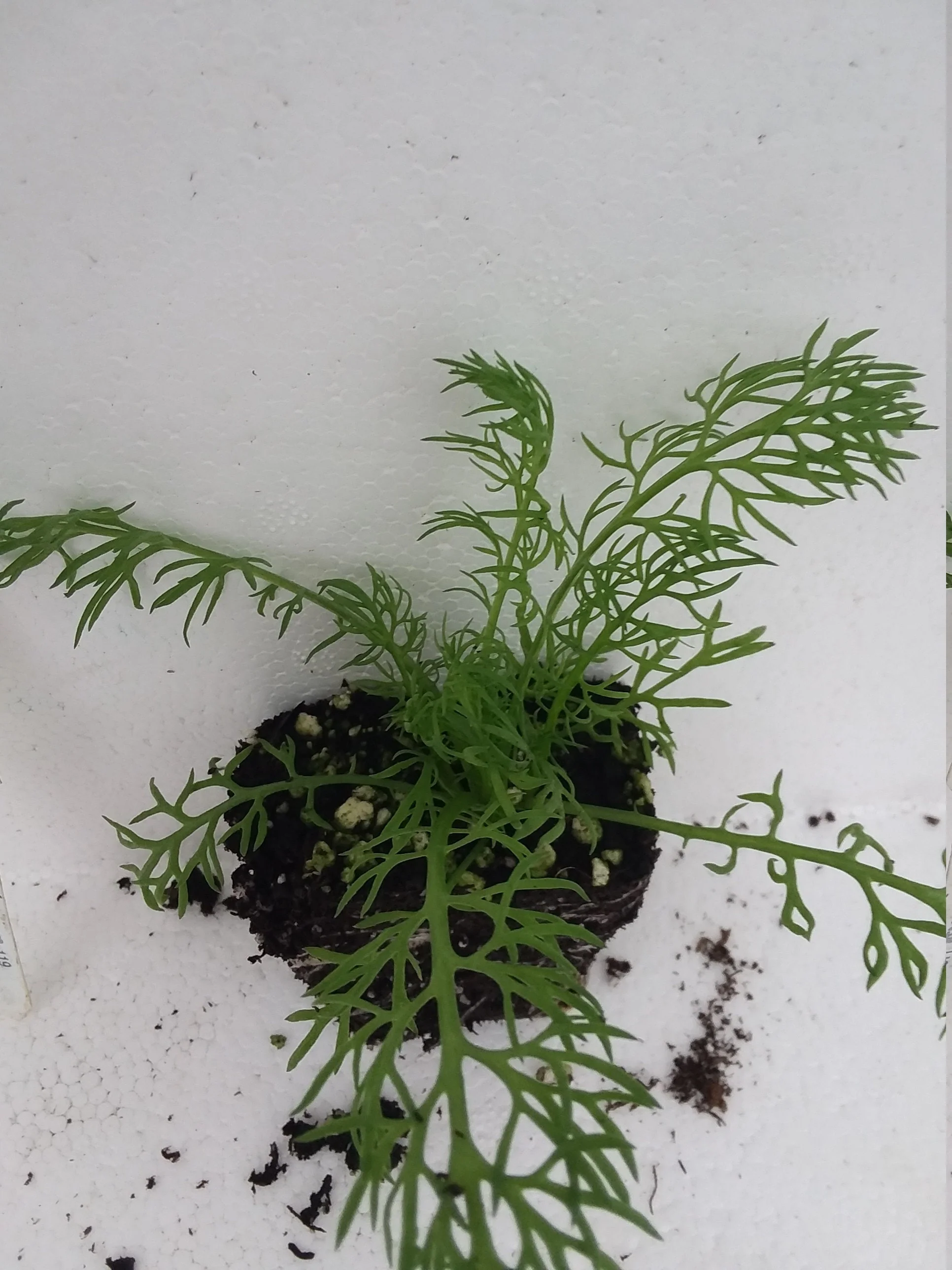 German chamomile Matricaria recutita - Image 3
