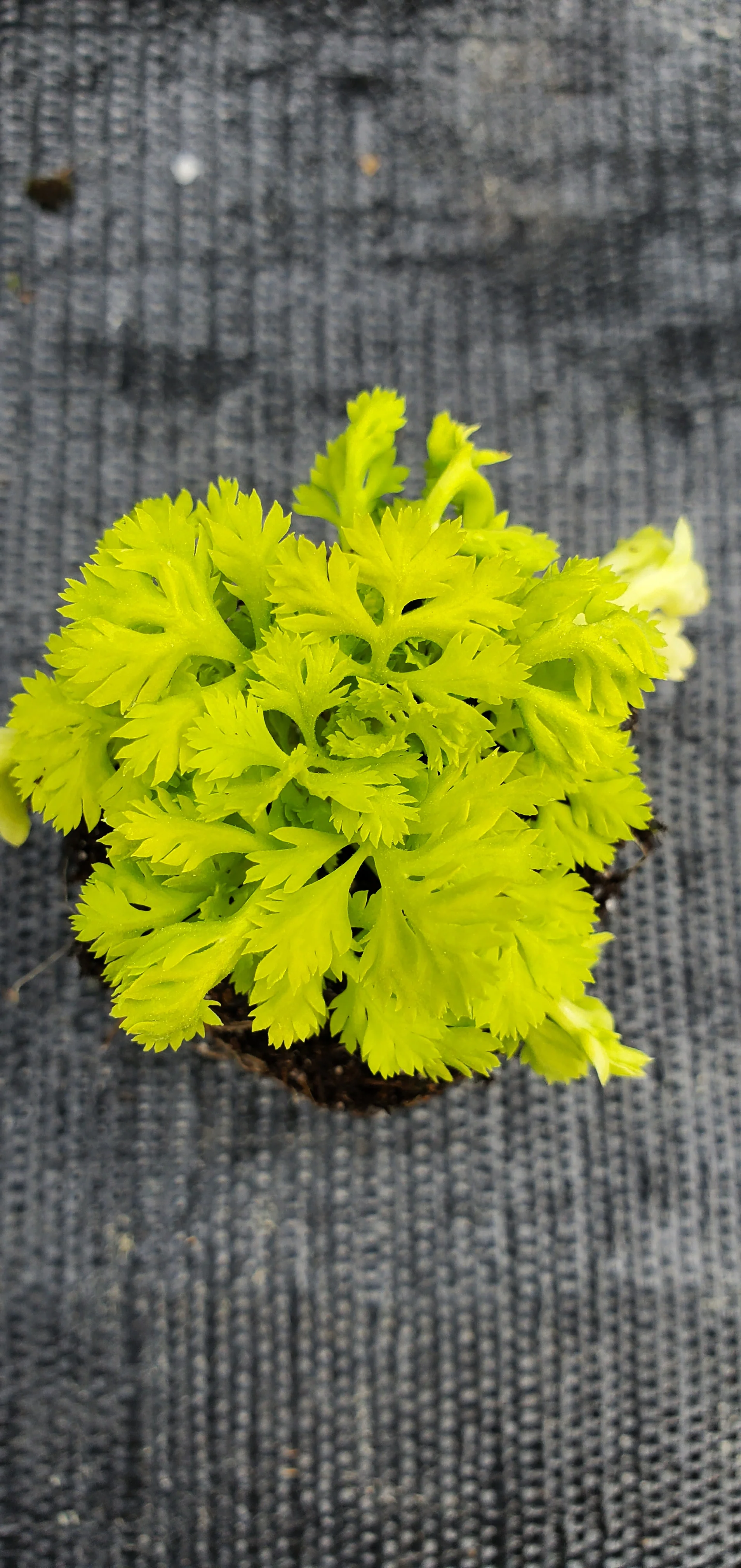 Golden Moss Feverfew