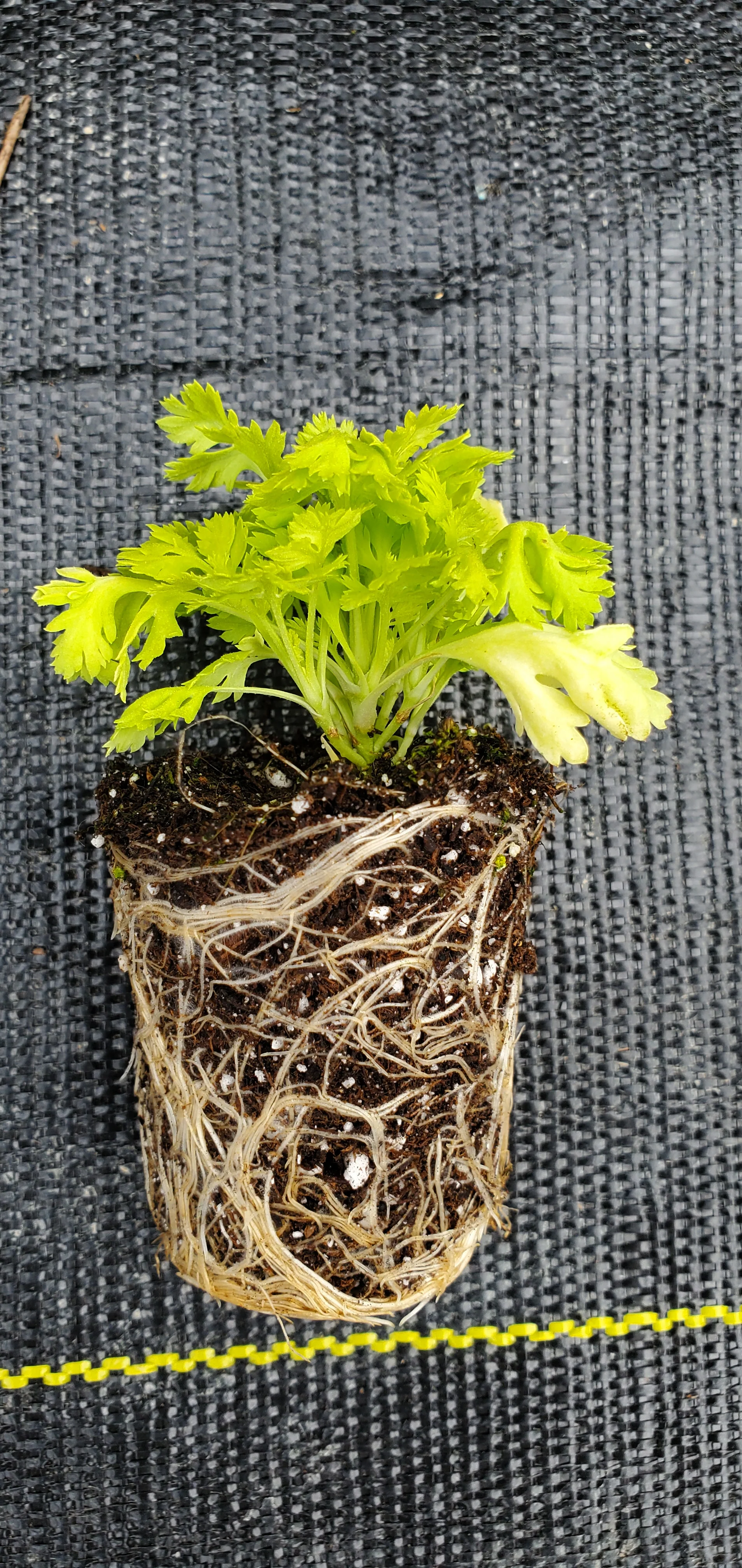 Golden Moss Feverfew - Image 2