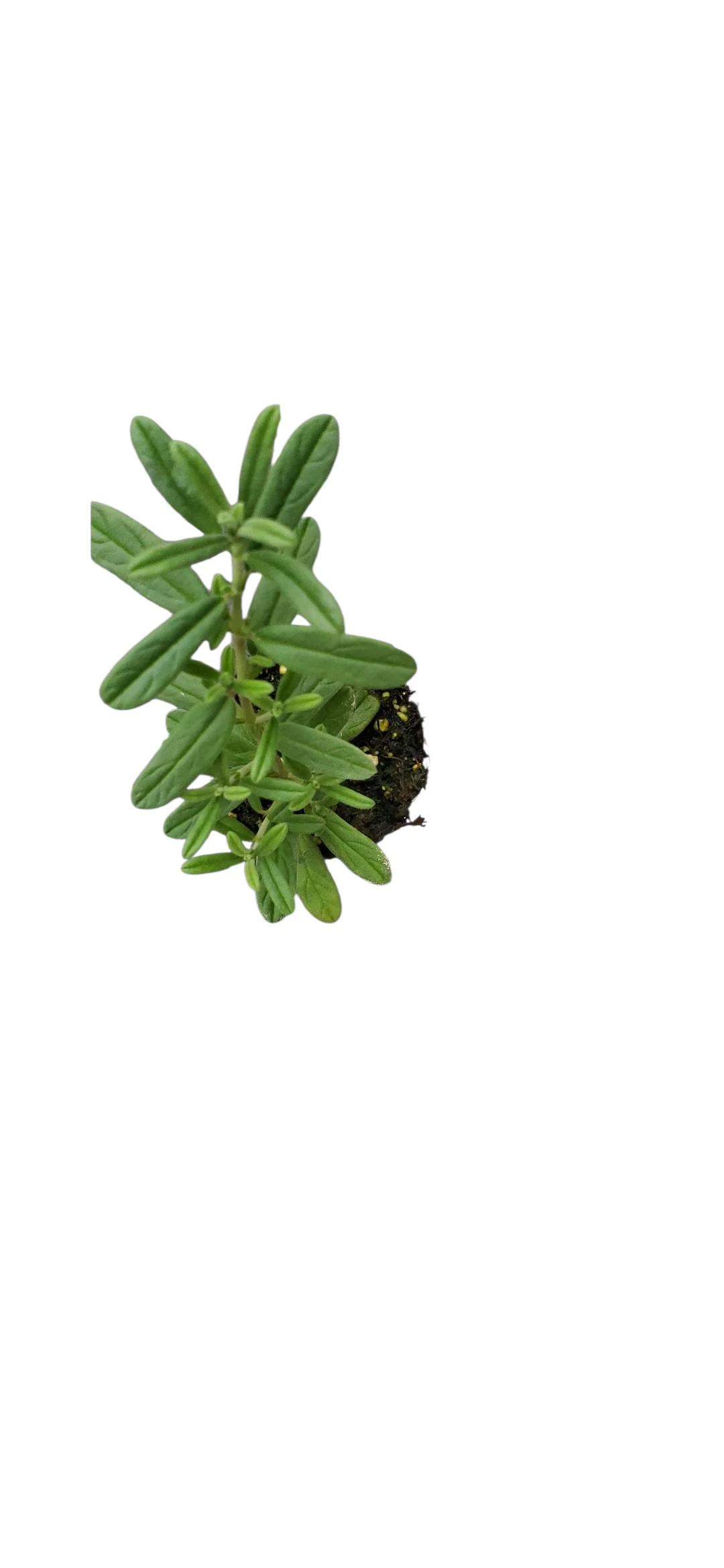 Helianthemum Ben Hope - Image 2