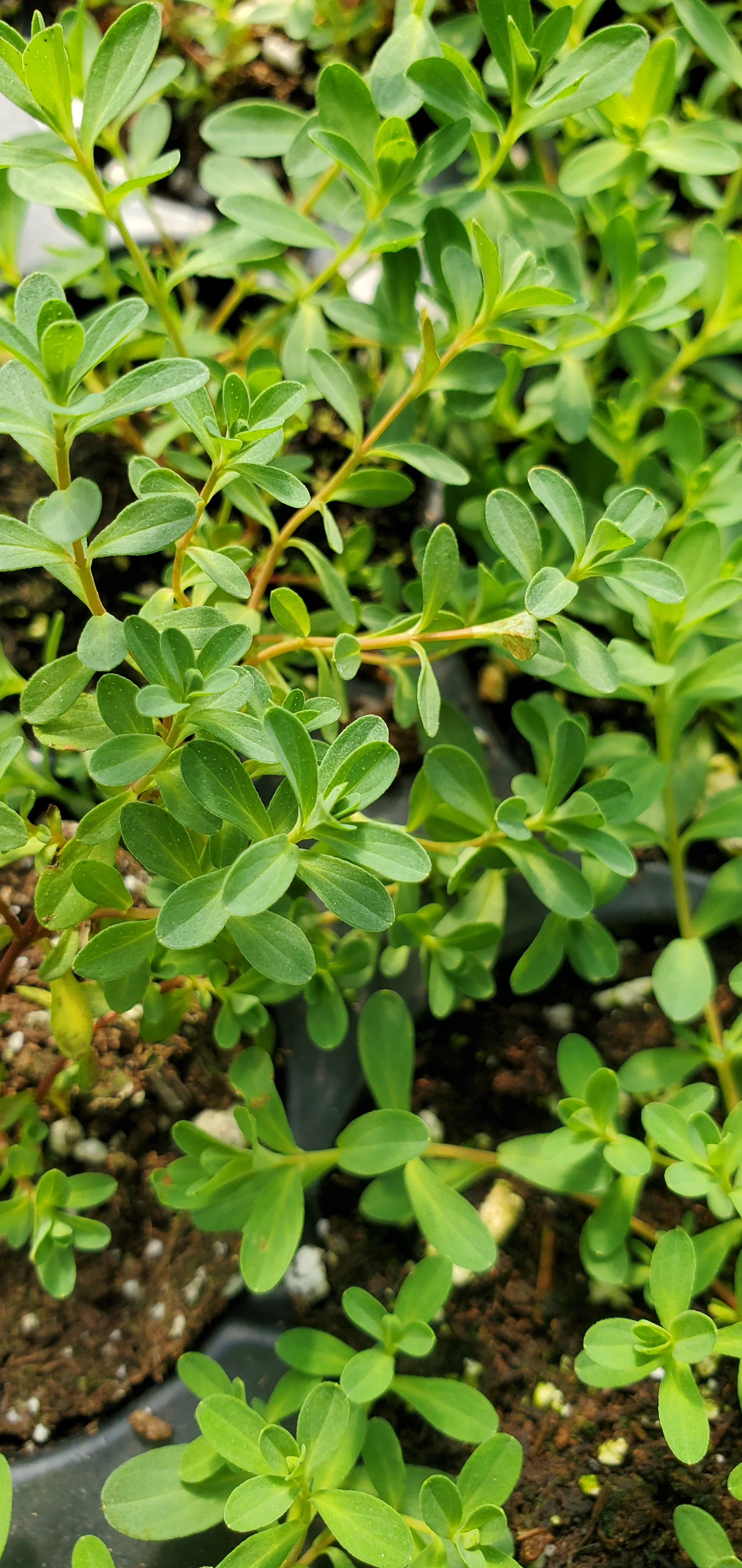 Hypericum perforatum starter plant st. John's wort - Image 2
