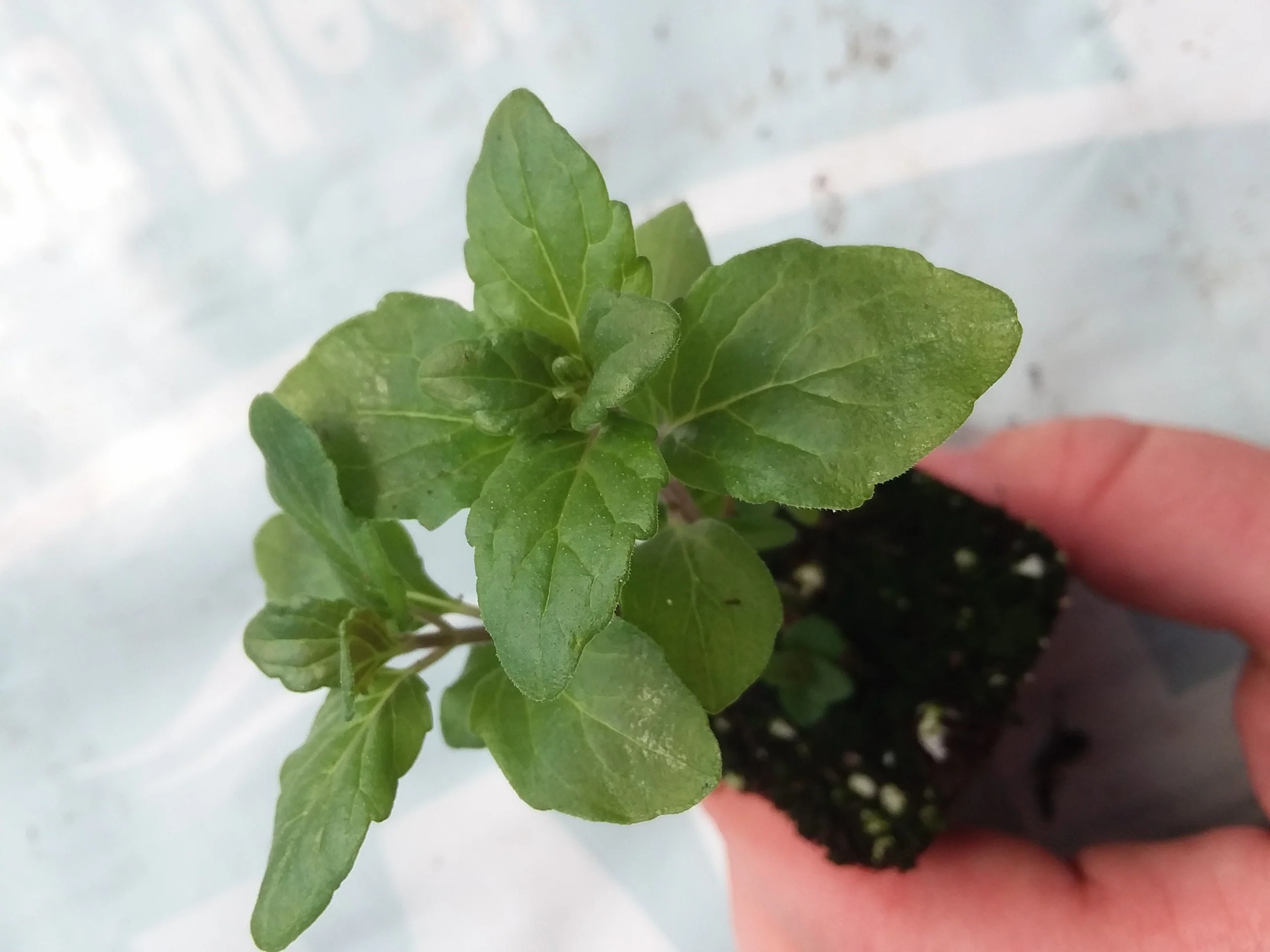 Indian Mint Satureja douglassii