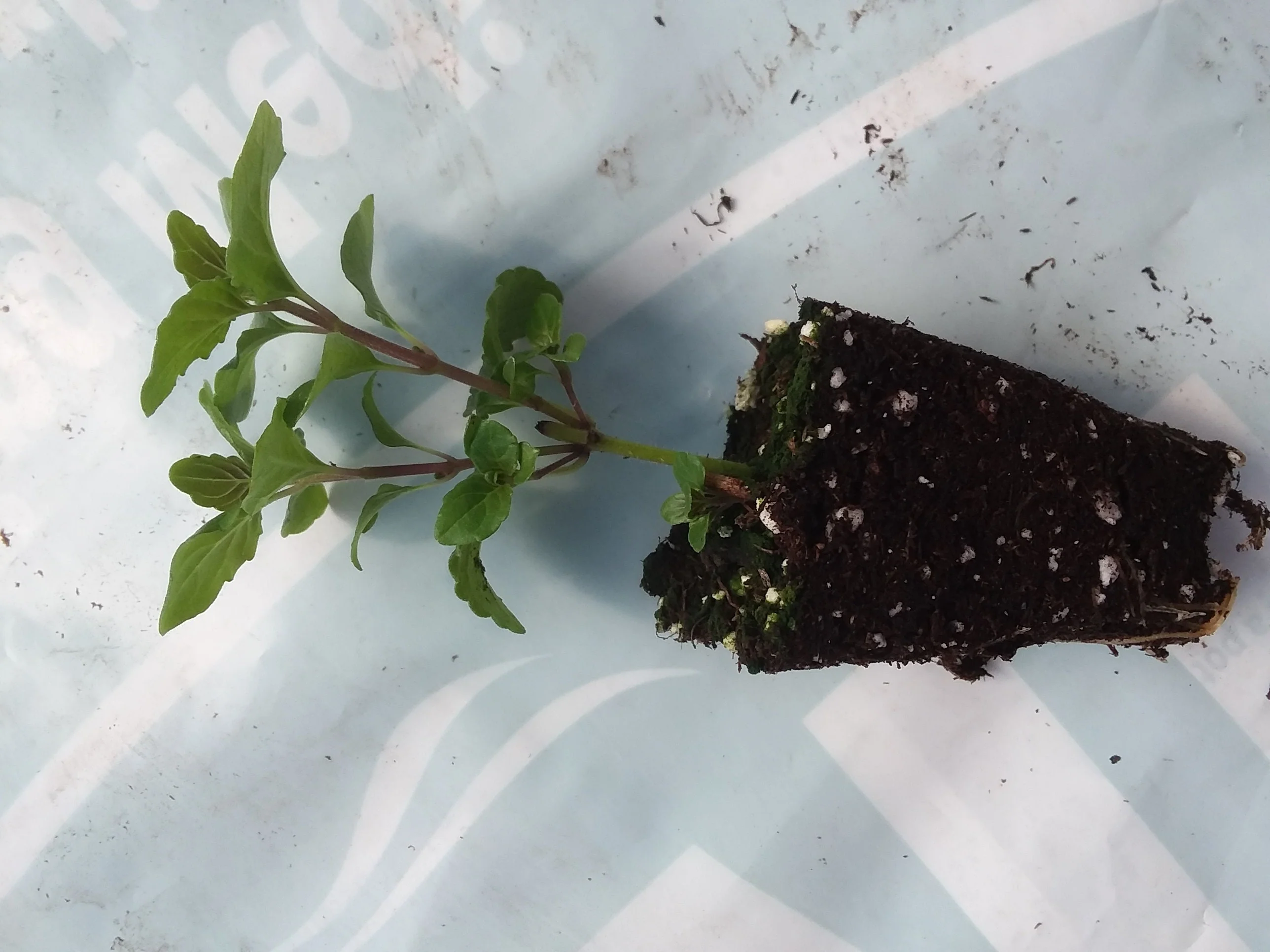 Indian Mint Satureja douglassii - Image 2