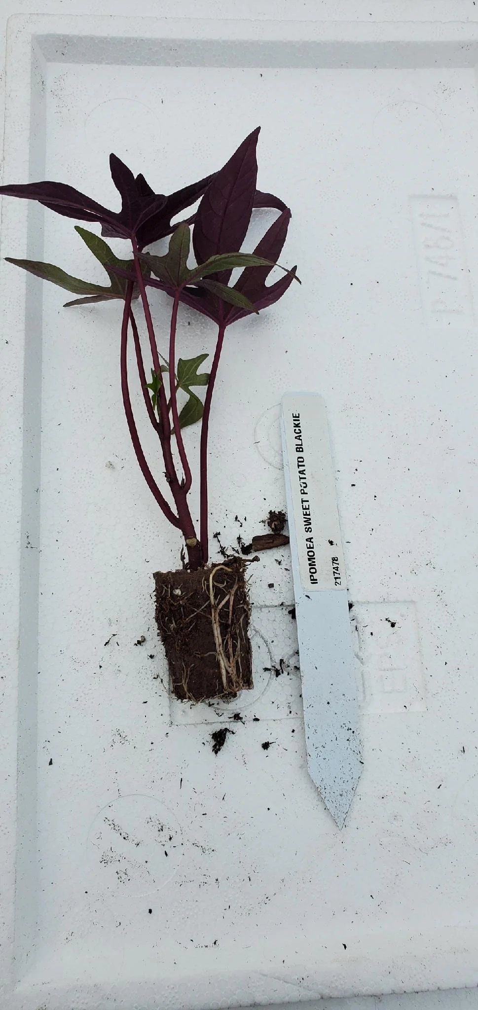 Ipomoea Blackie Ornamental Vine - Image 2