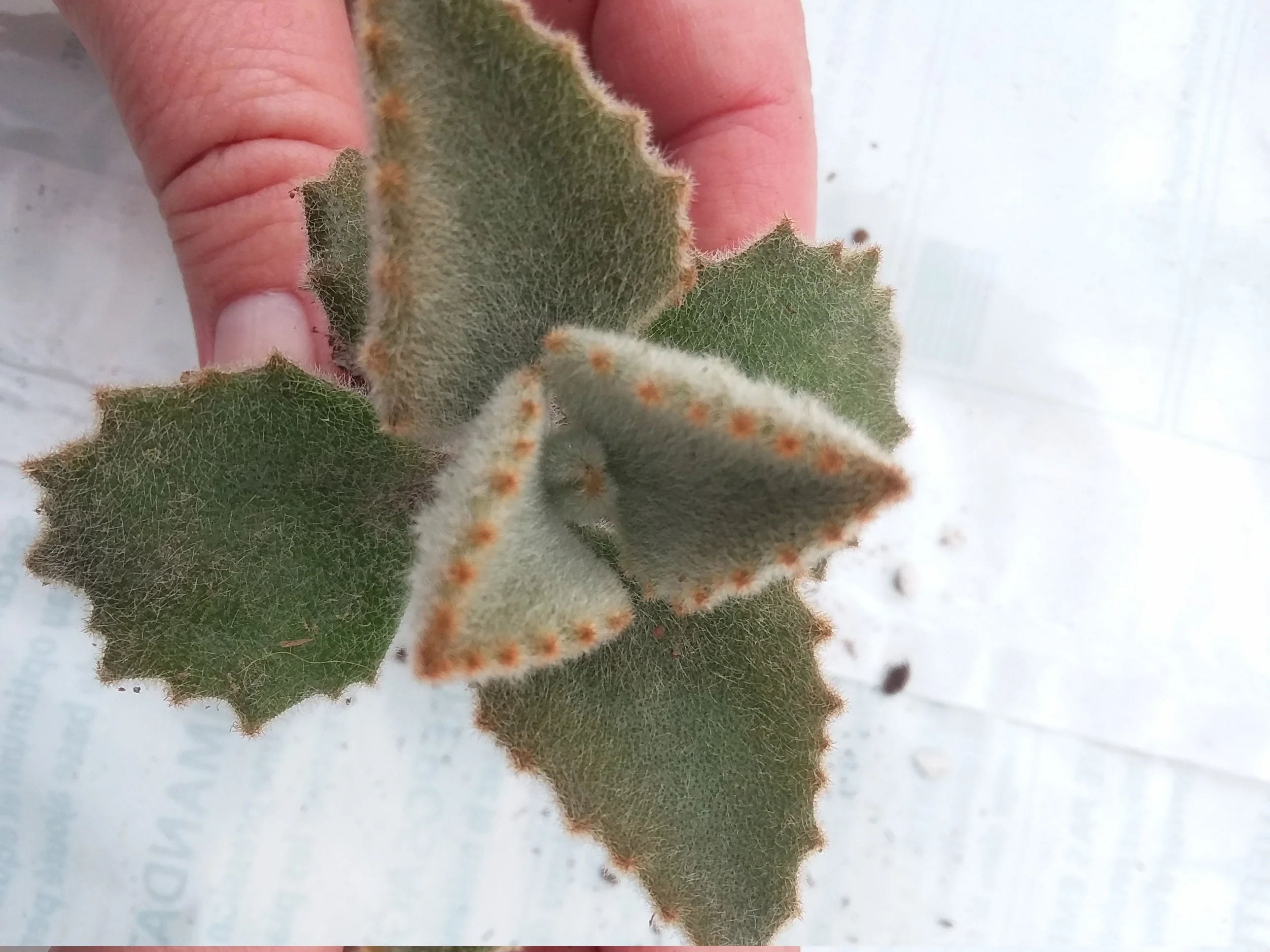 Kalanchoe beharensis Fang