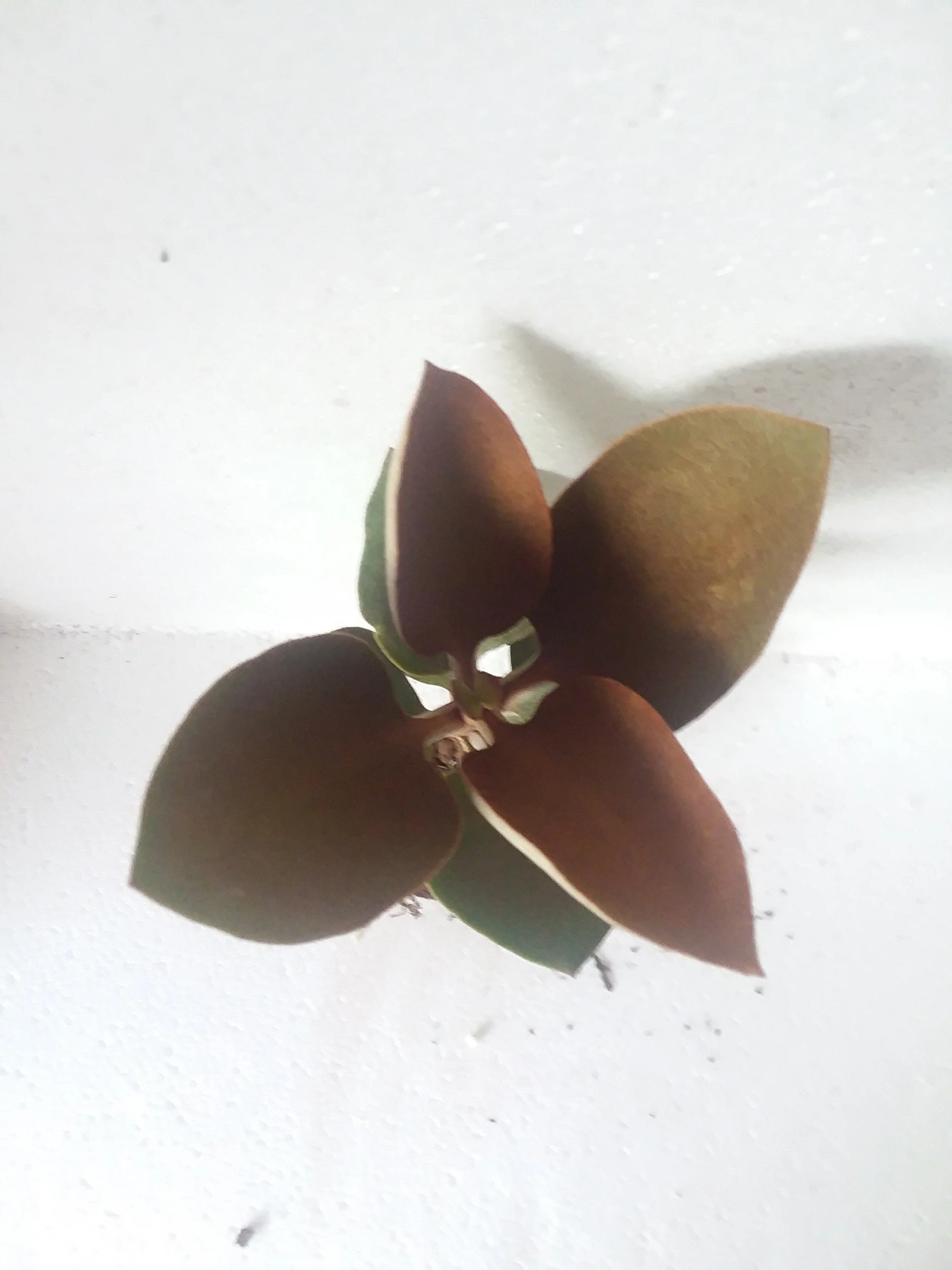 Kalanchoe Copper Spoons