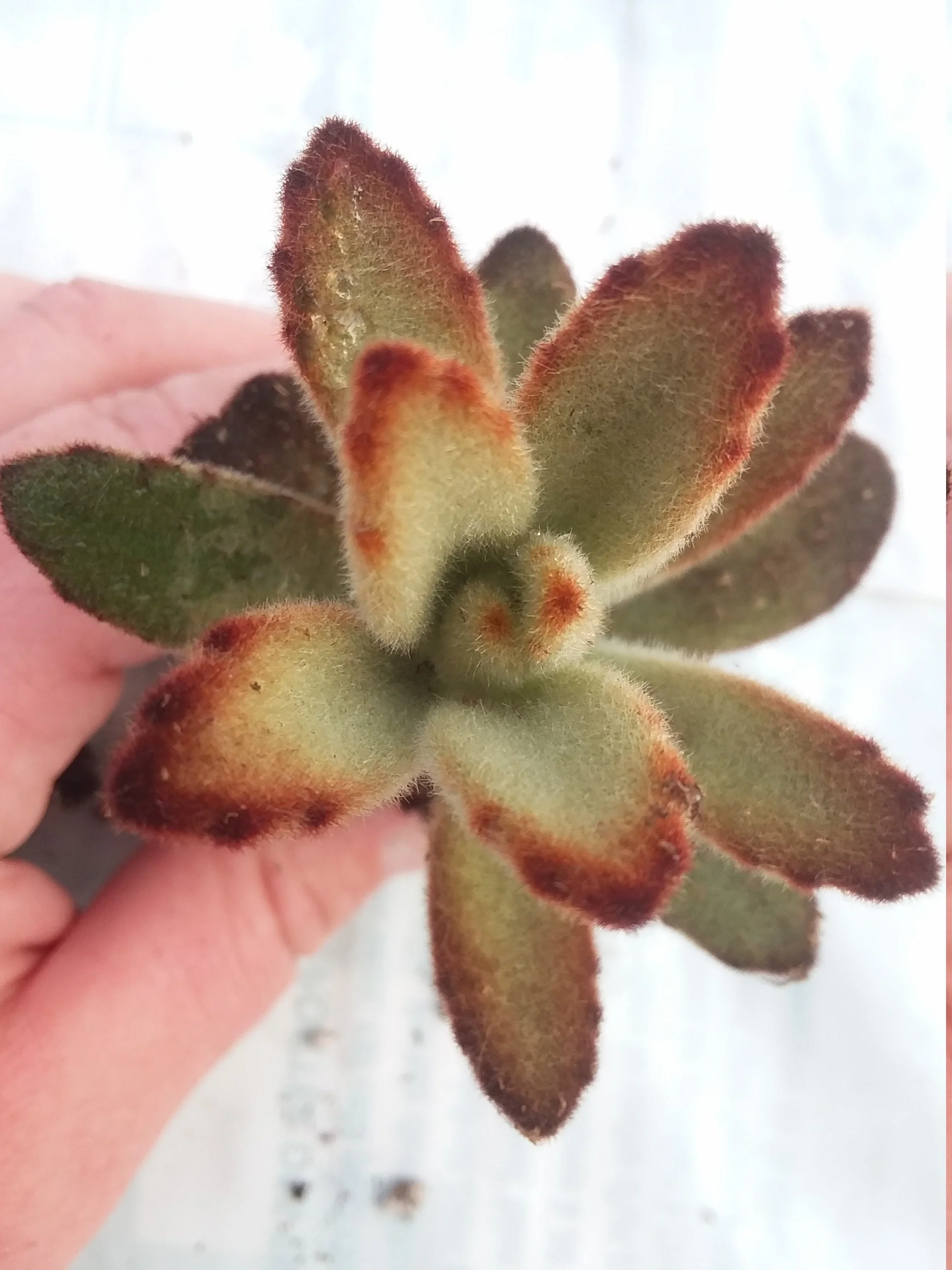 Kalanchoe tomentosa chocolate Soldier starter succulent plant