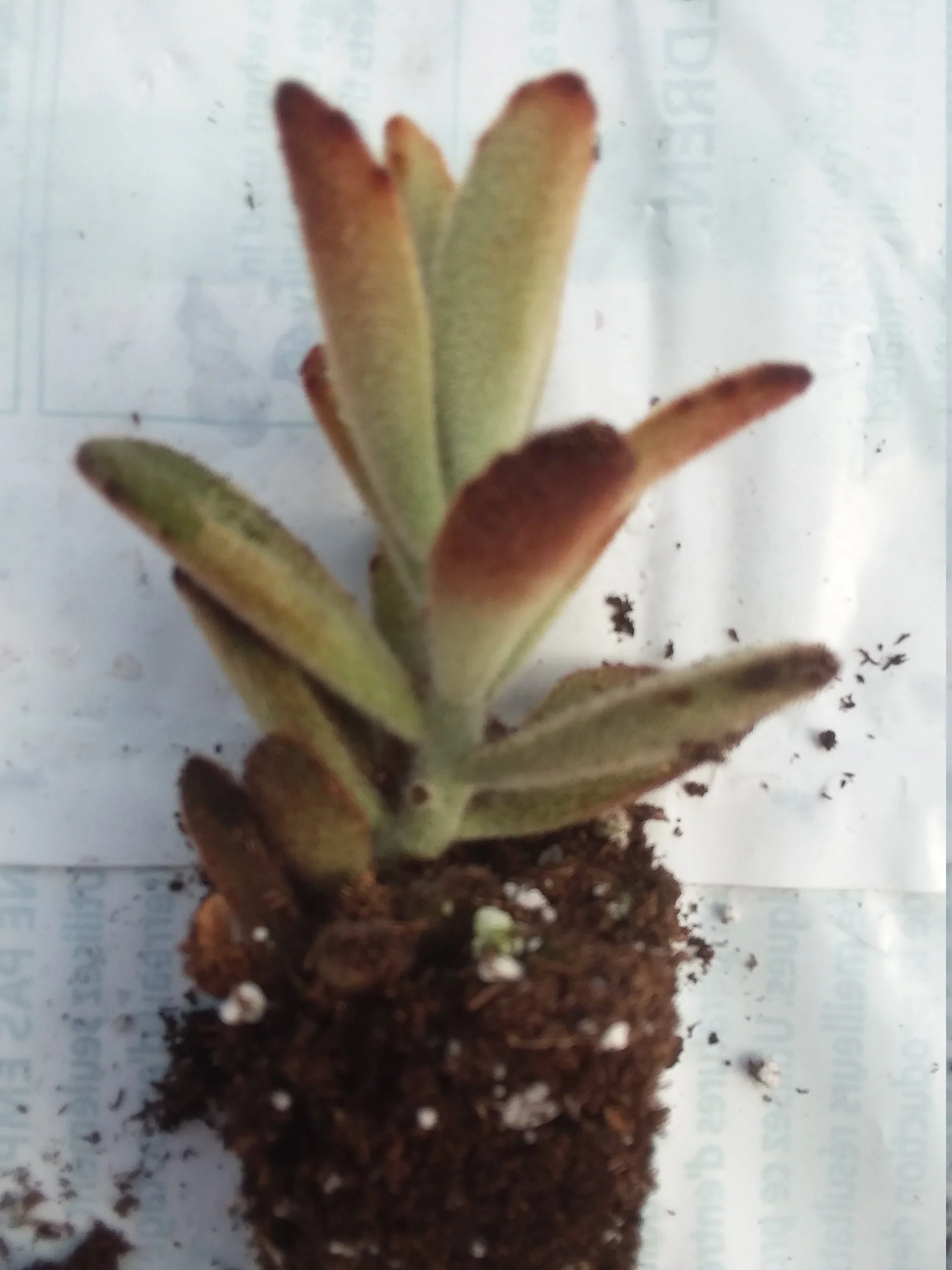 Kalanchoe tomentosa chocolate Soldier starter succulent plant - Image 2