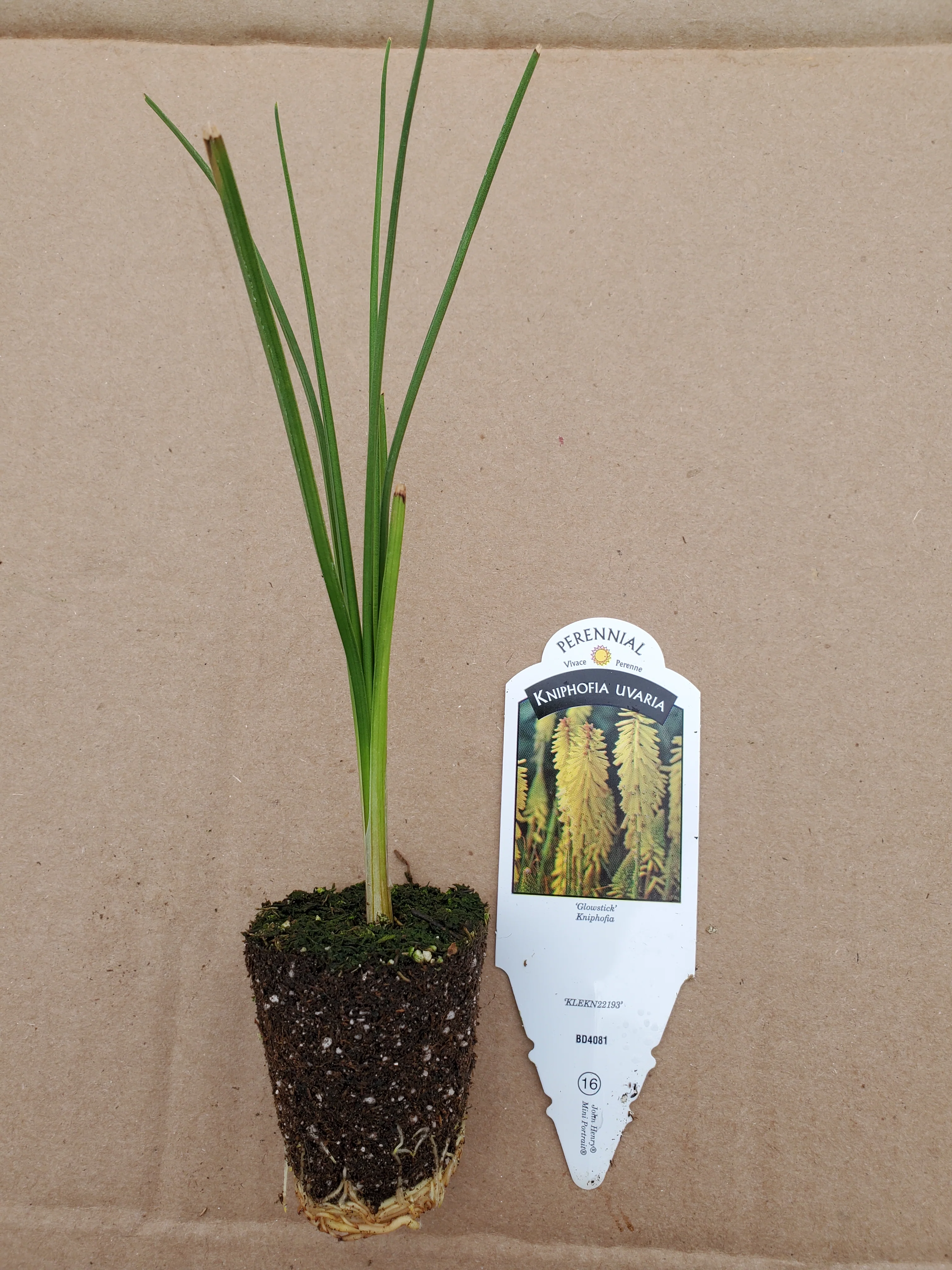 Kniphofia Glowsticks
