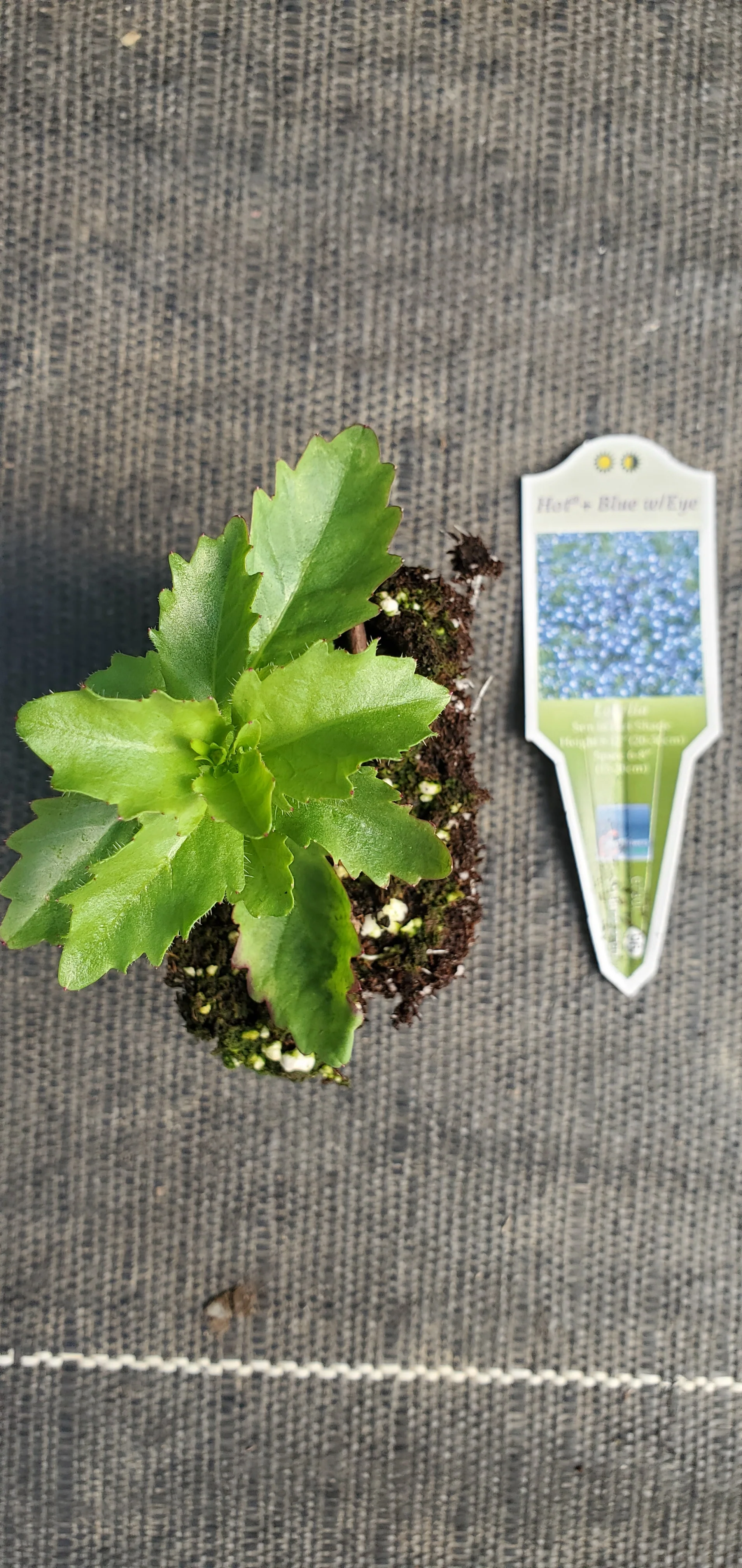 Lobelia Hot +Blue w/Eye