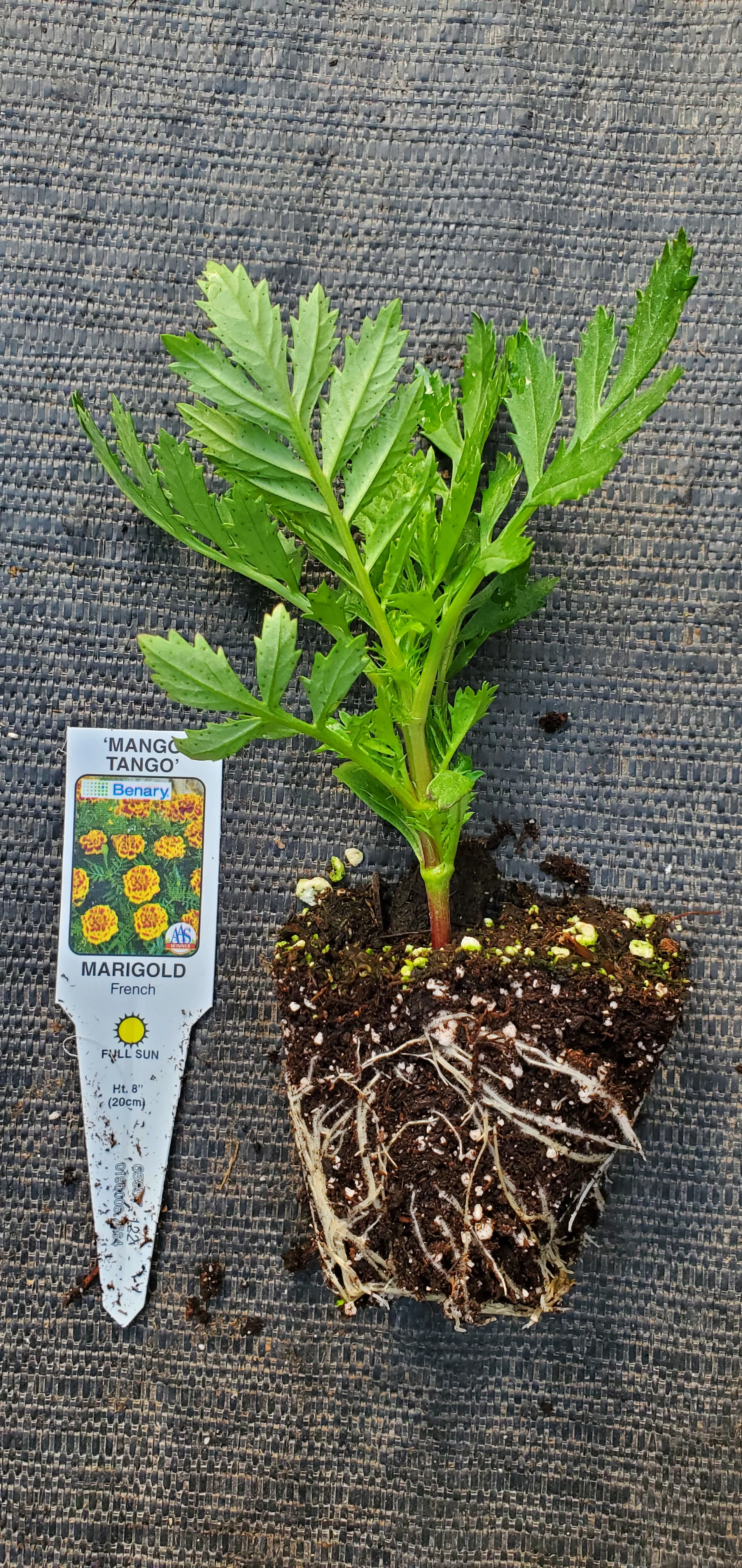 Mango Tango Marigold - Image 2
