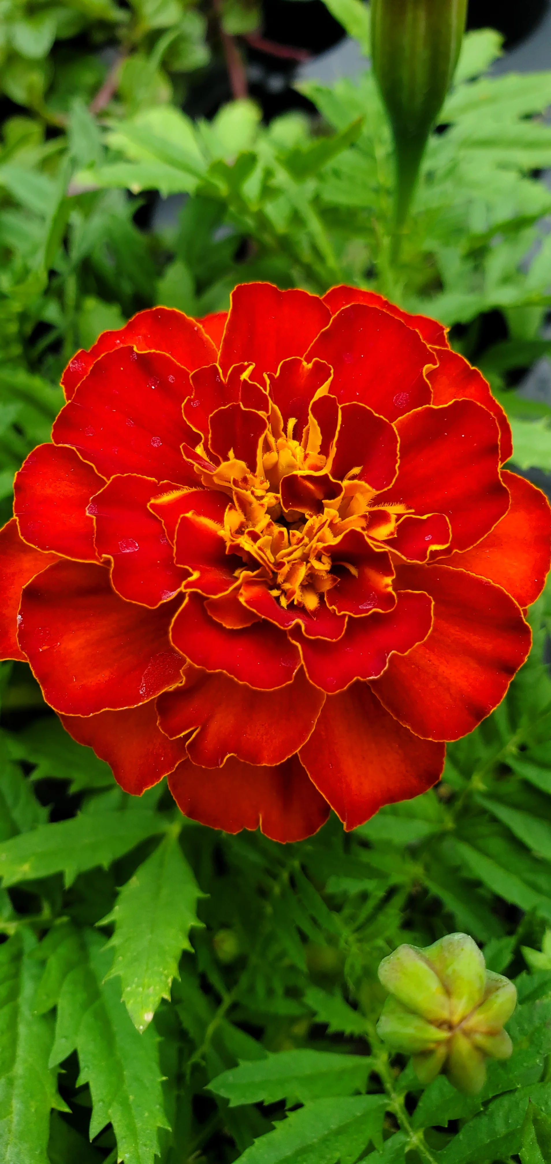 Marigold Alumia Red