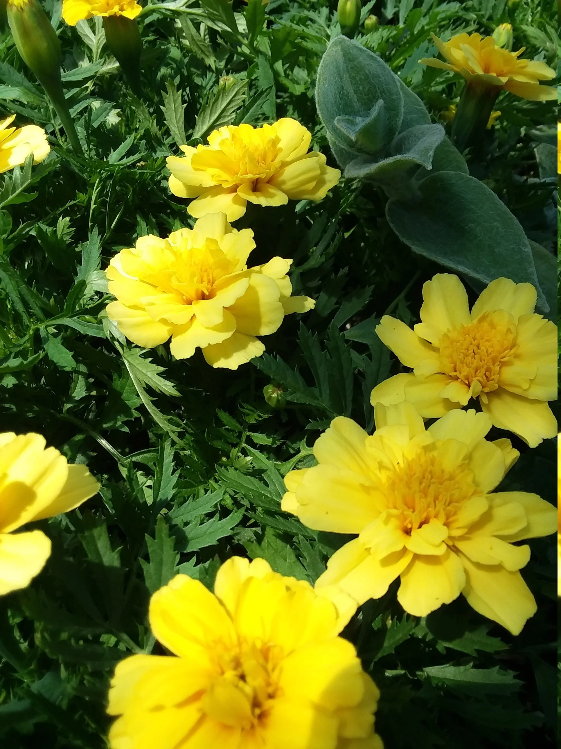 Marigold Alumia Vanilla Creme starter plant