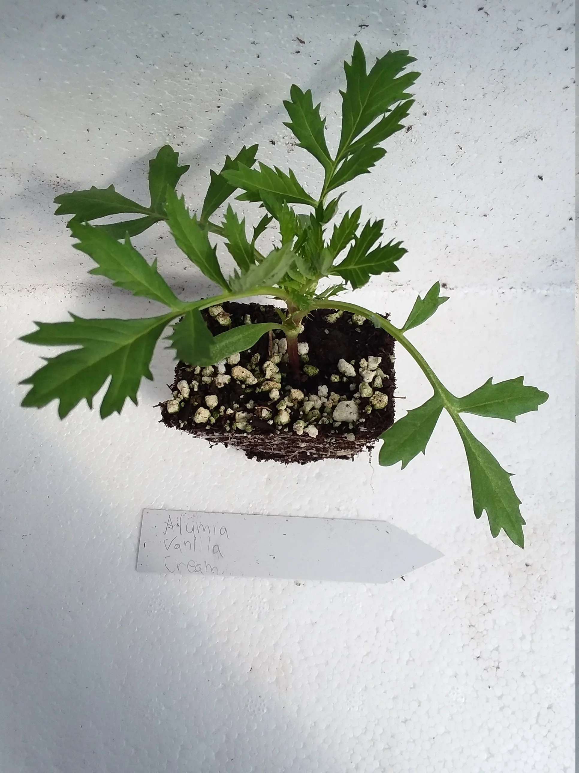 Marigold Alumia Vanilla Creme starter plant - Image 3