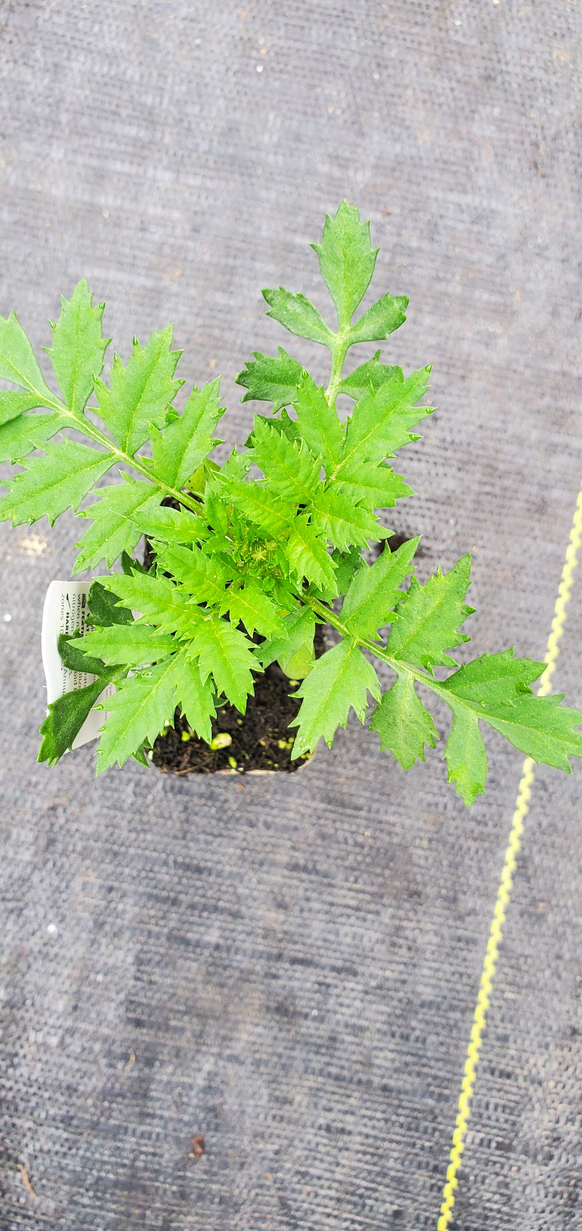 Marigold Bambino - Image 2